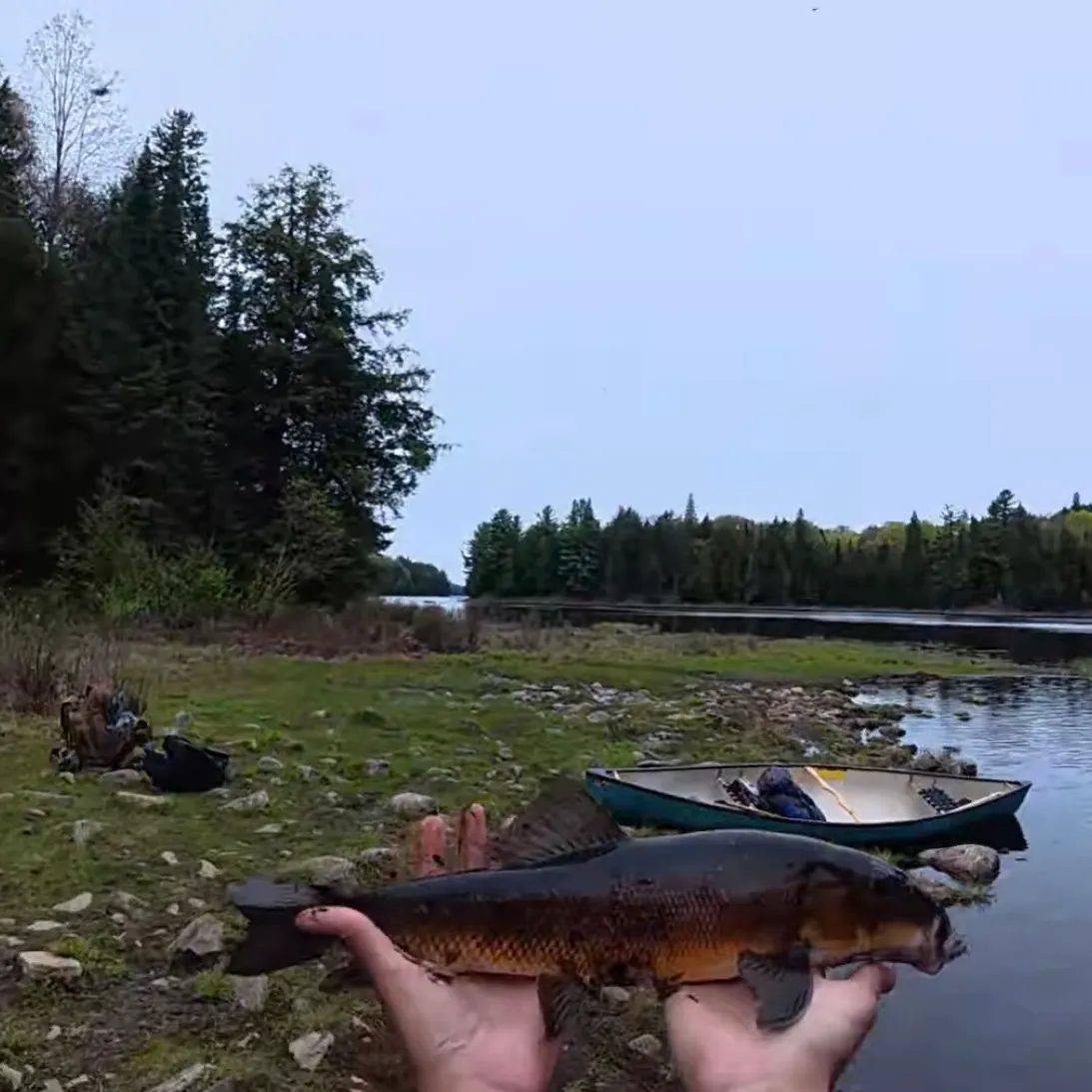 The most recent Longnose sucker catches on Fishbrain