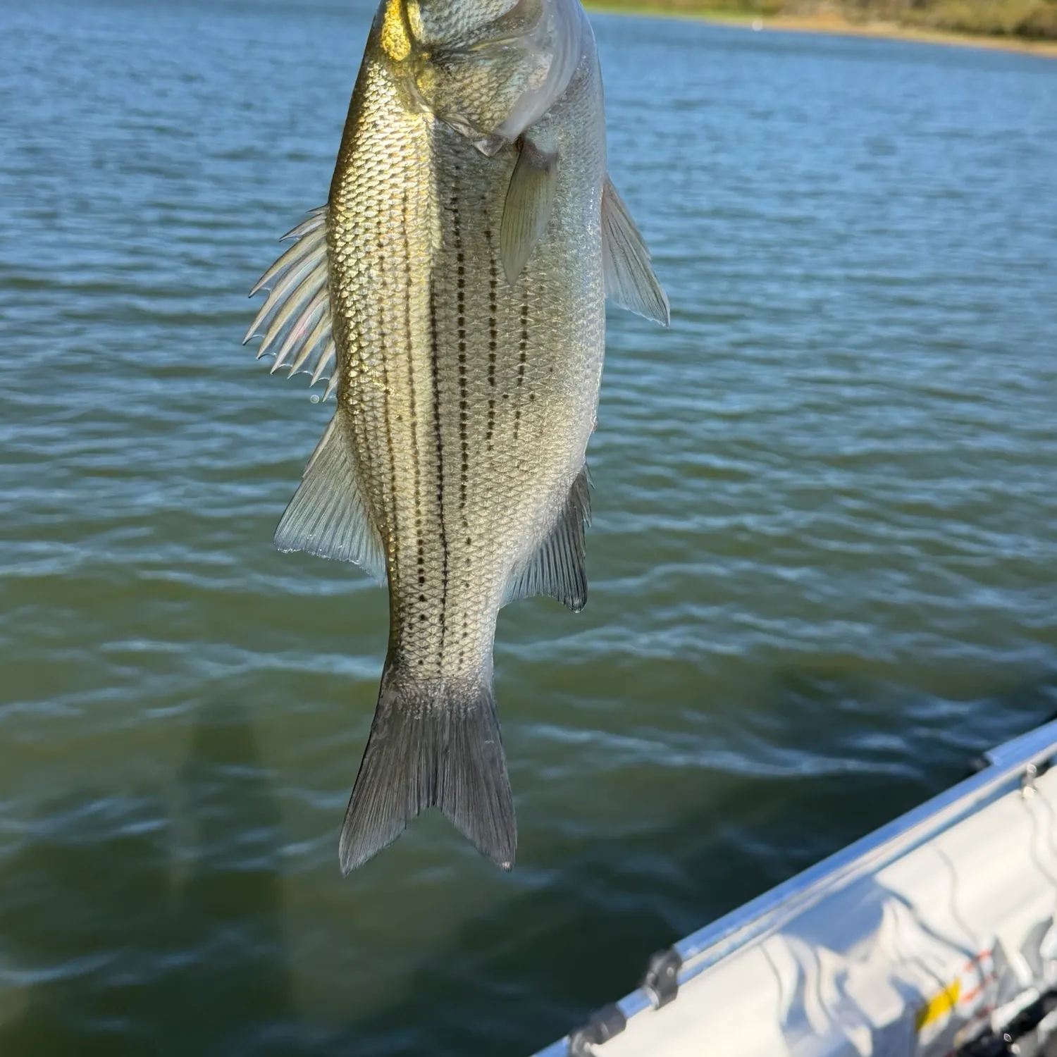 Wiper caught on Fishbrain