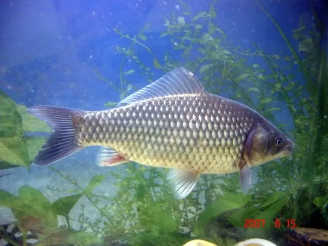 Prussian carp