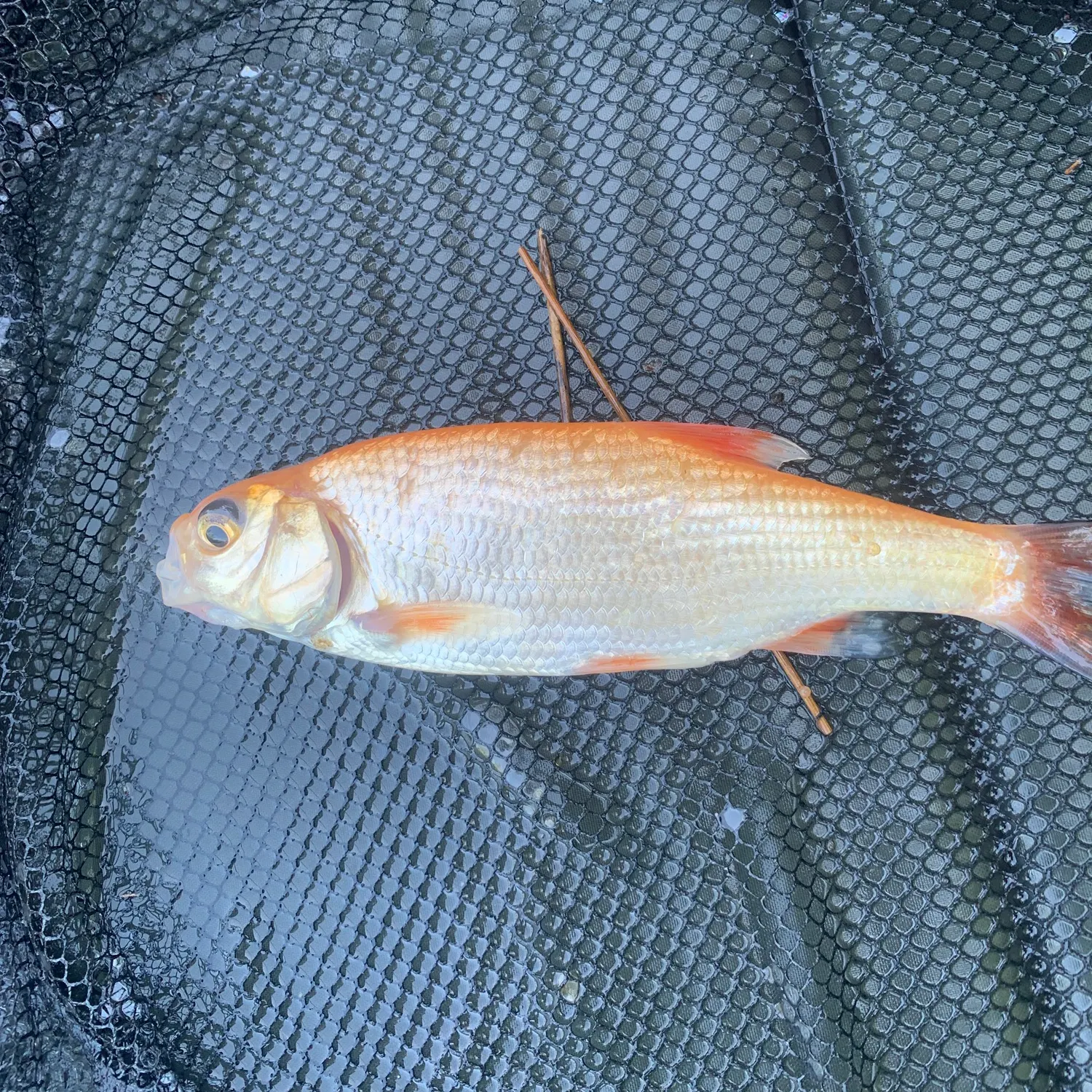 The most recent White bream catches on Fishbrain