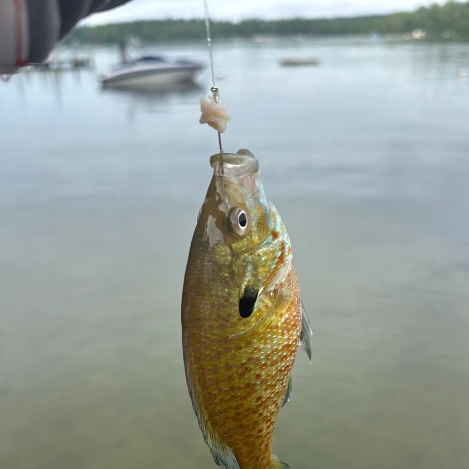 angler catch
