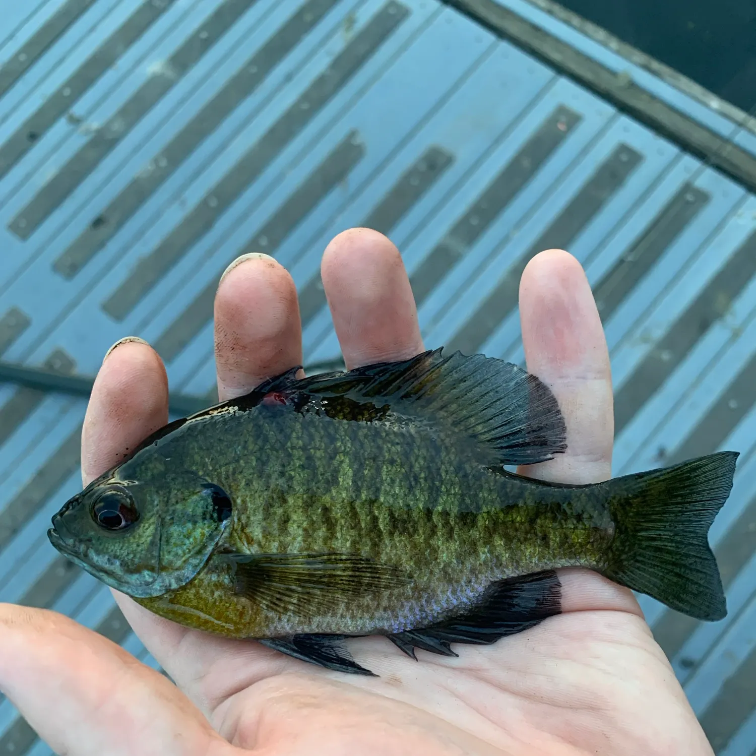 Bluegill caught on Fishbrain
