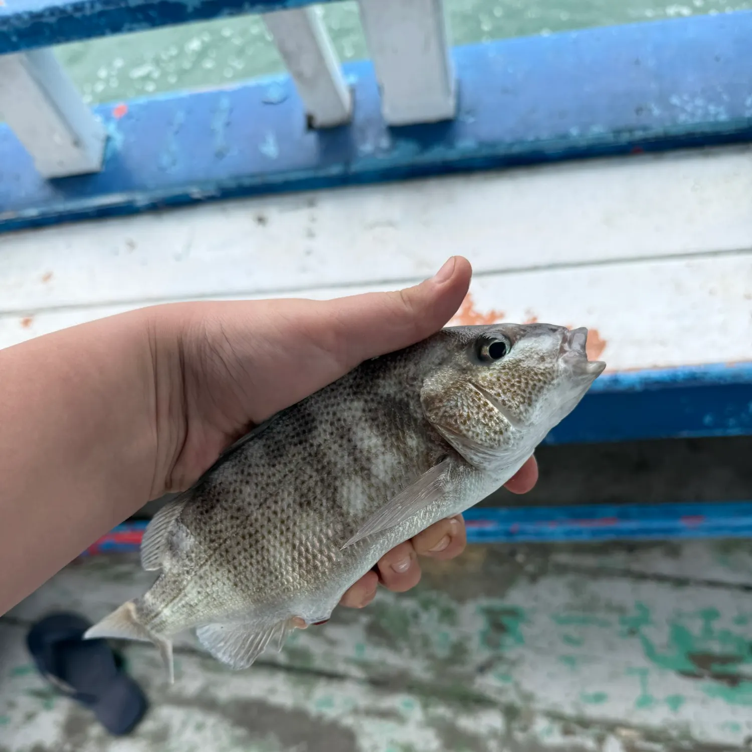 The most recent Sooty grunter catches on Fishbrain