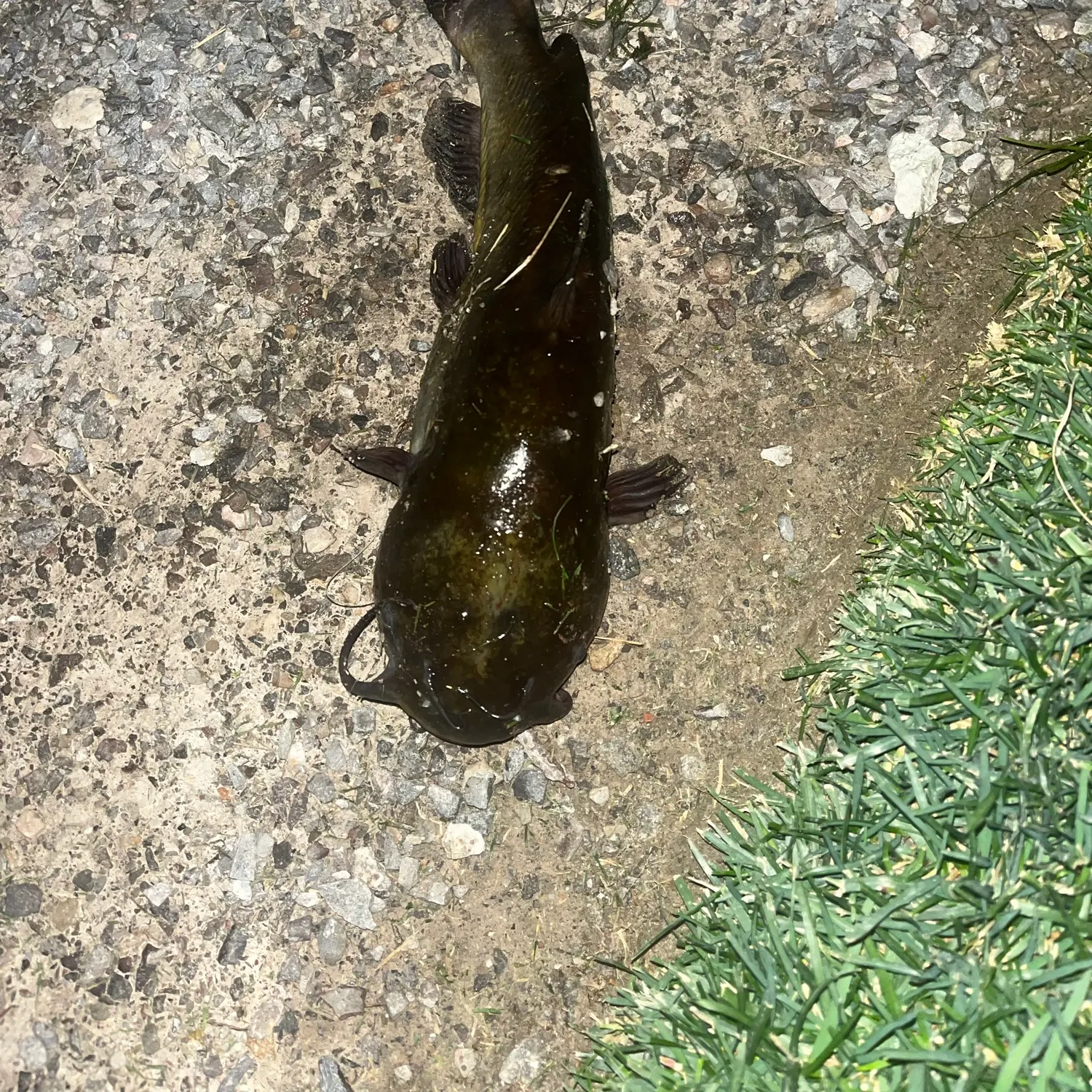 Black bullhead caught on Fishbrain