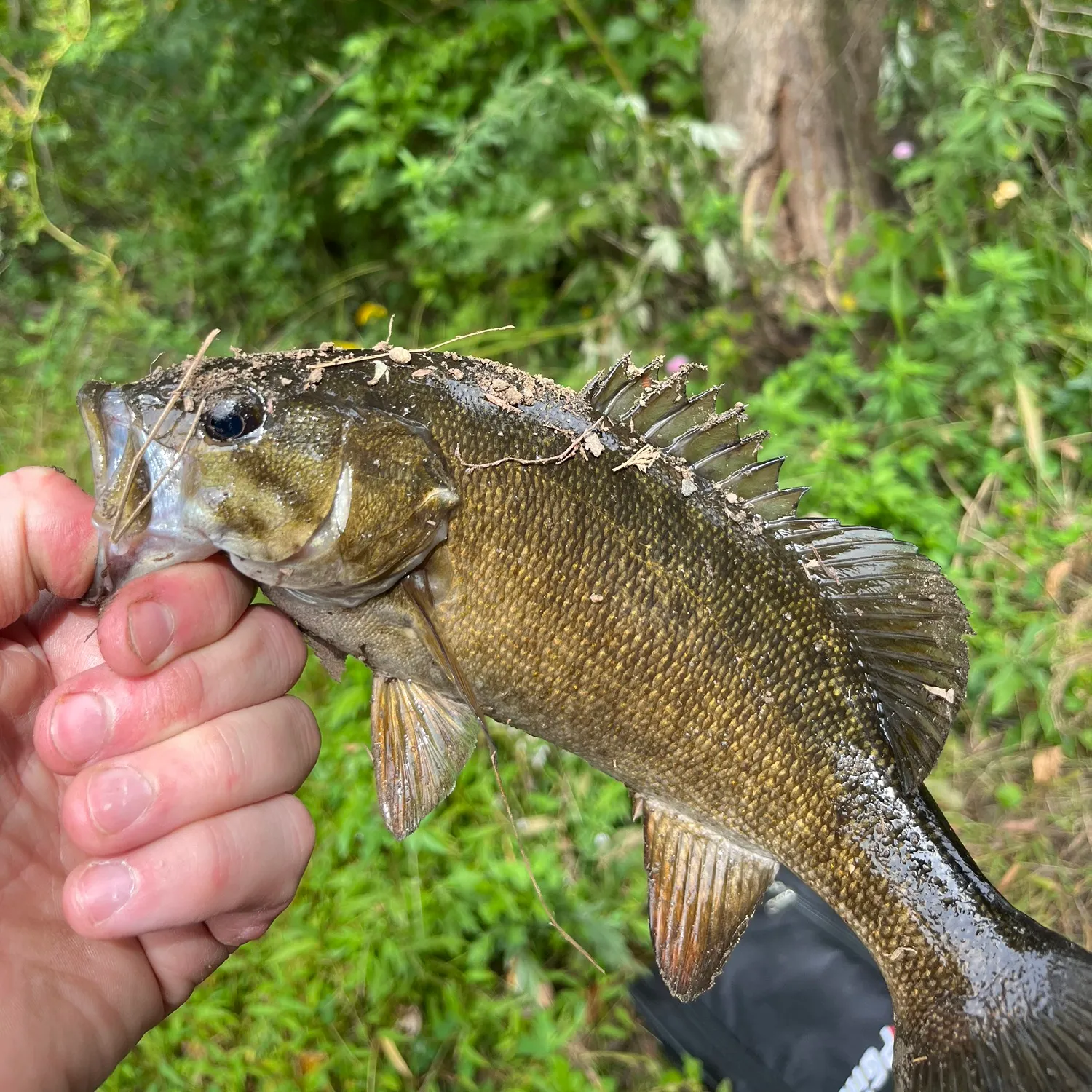 Smallmouth bass caught on Fishbrain