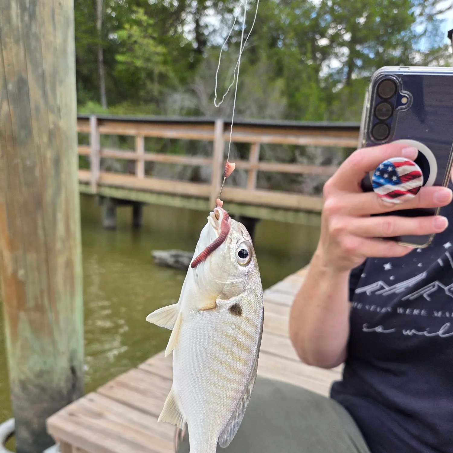 Spot croaker caught on Fishbrain