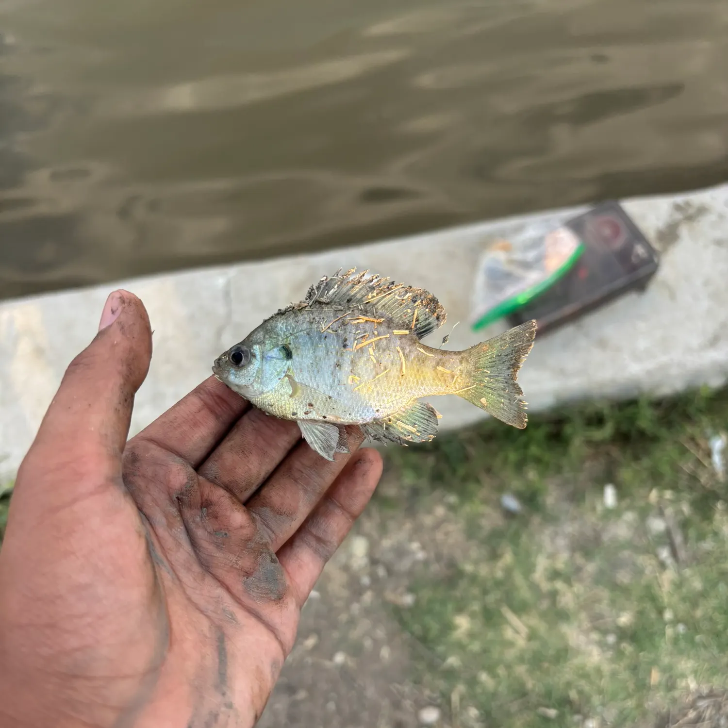 Greengill hybrid caught on Fishbrain