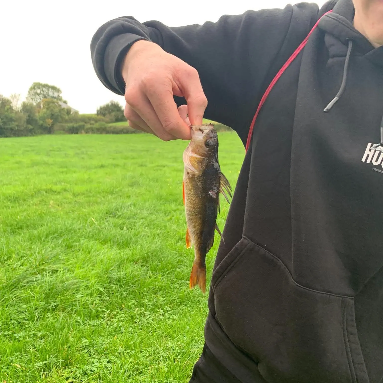 European perch caught on Fishbrain