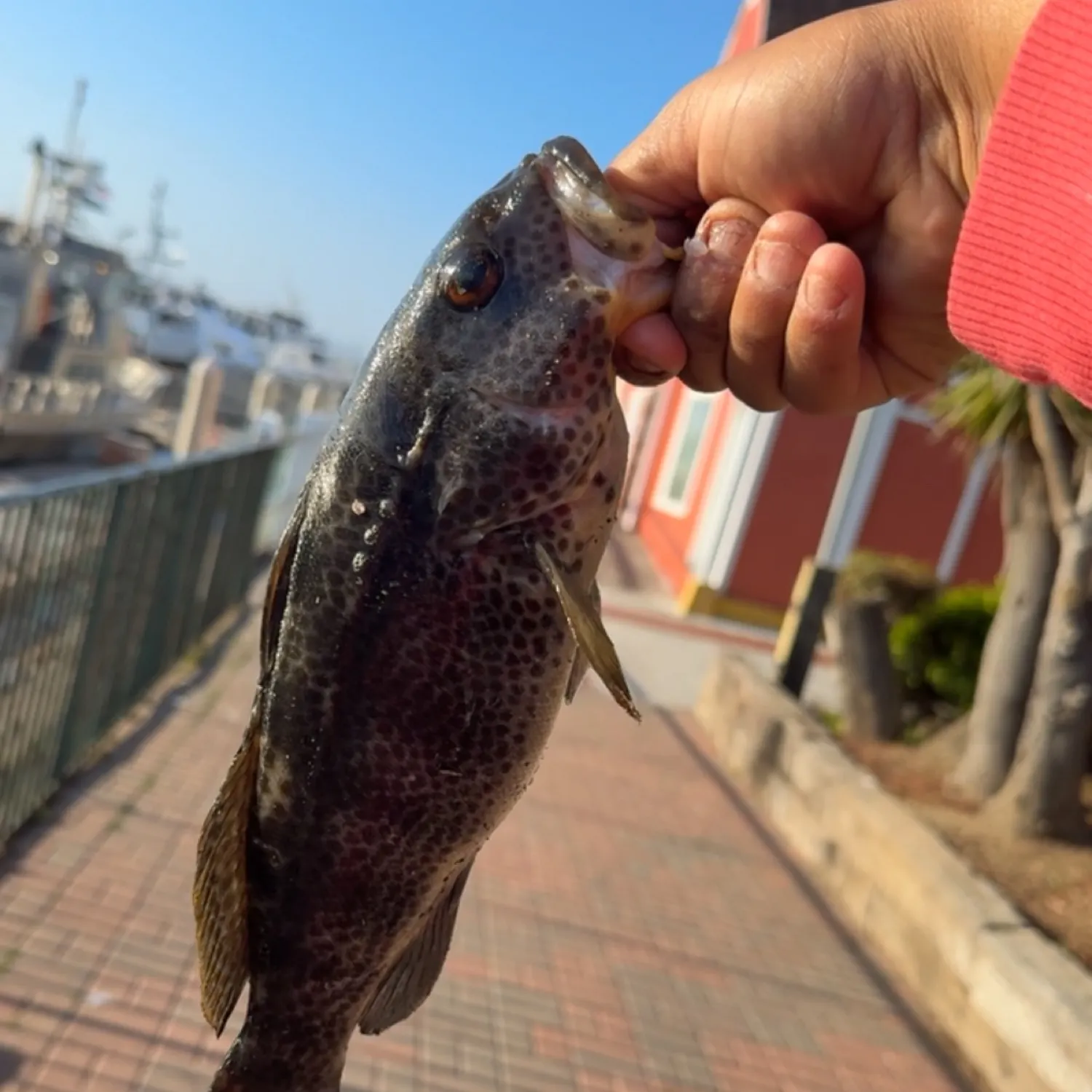 most liked catch image