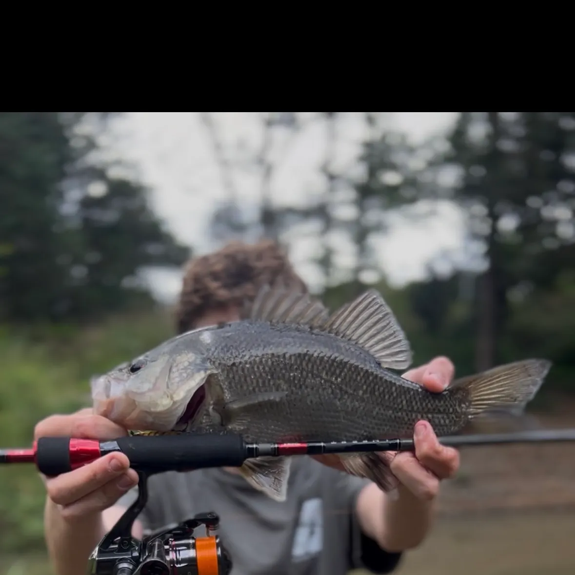 The most recent Australian bass catches on Fishbrain