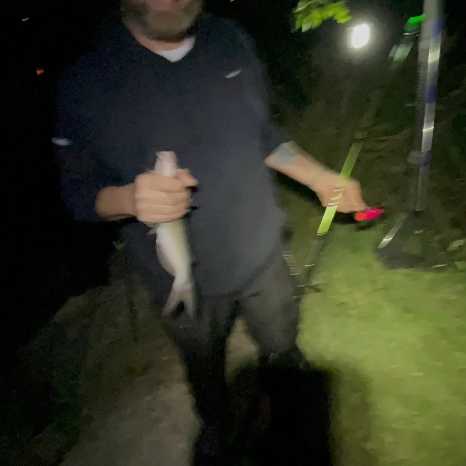 Channel catfish caught on Fishbrain
