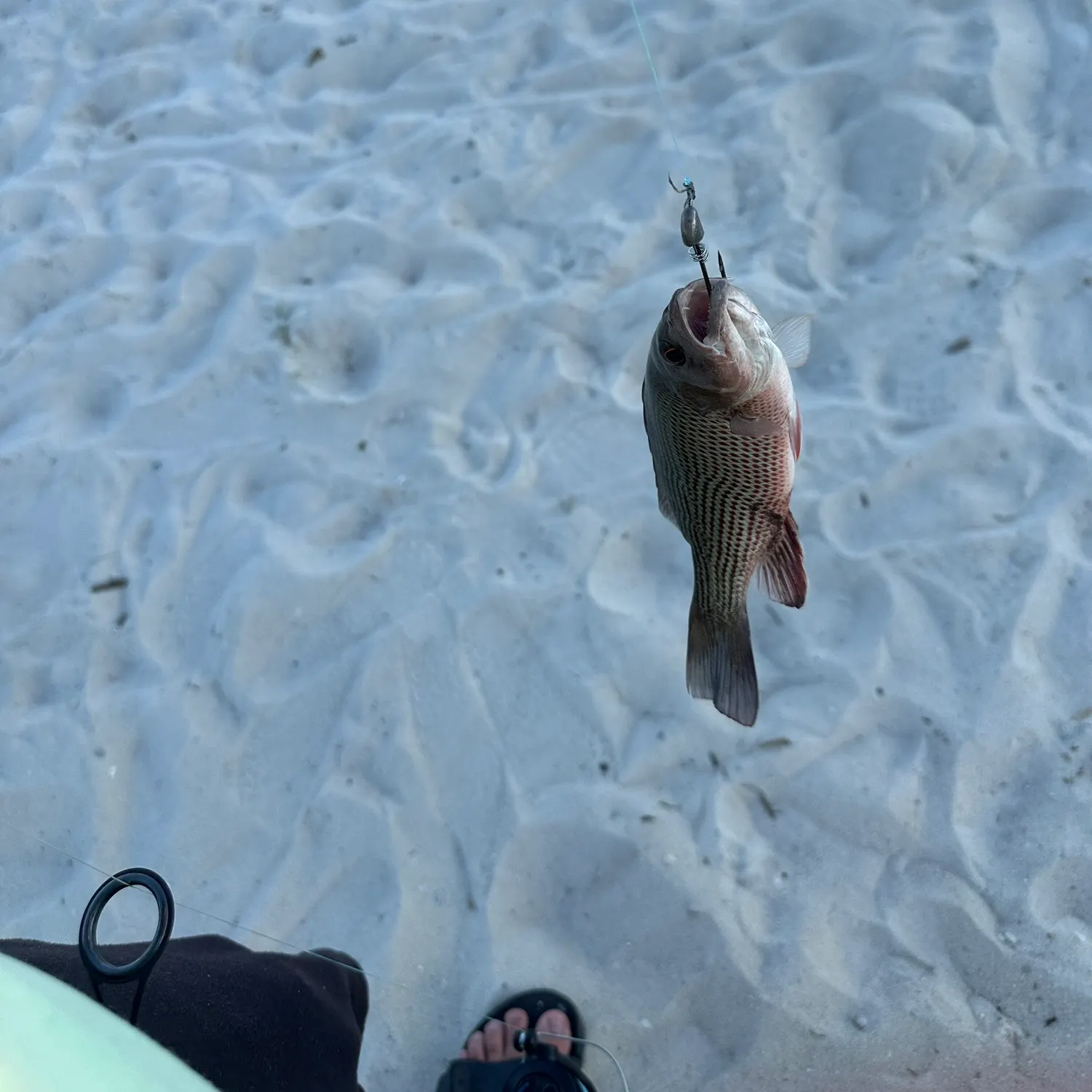 Mangrove snapper caught on Fishbrain