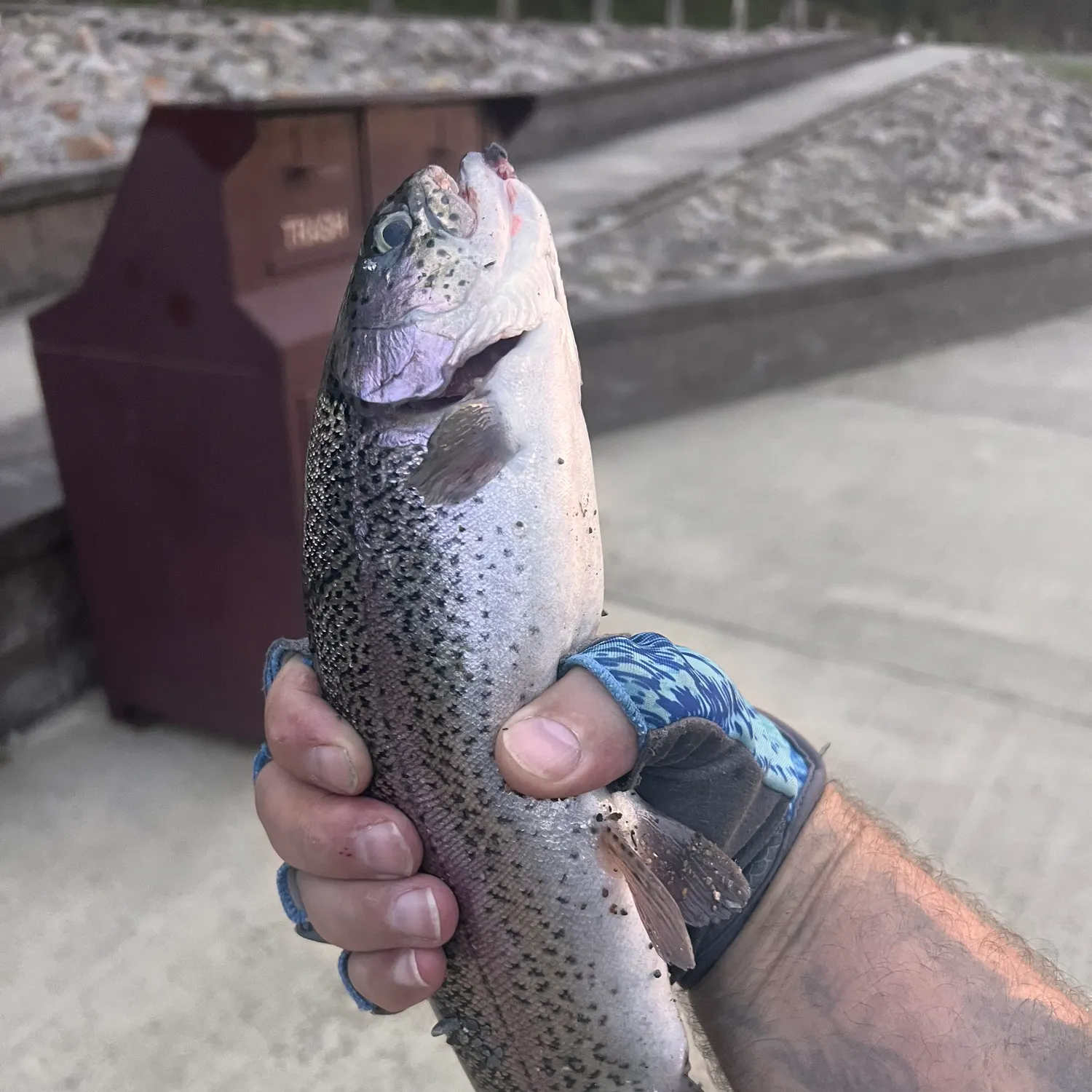 Rainbow trout caught on Fishbrain