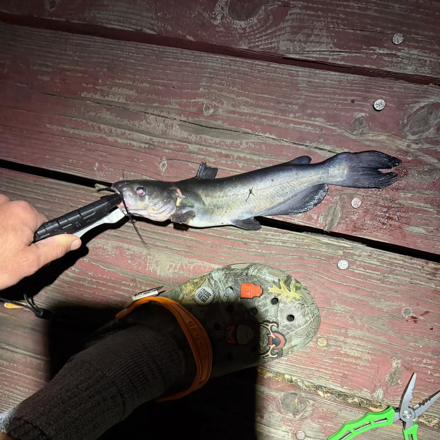 Channel catfish caught on Fishbrain