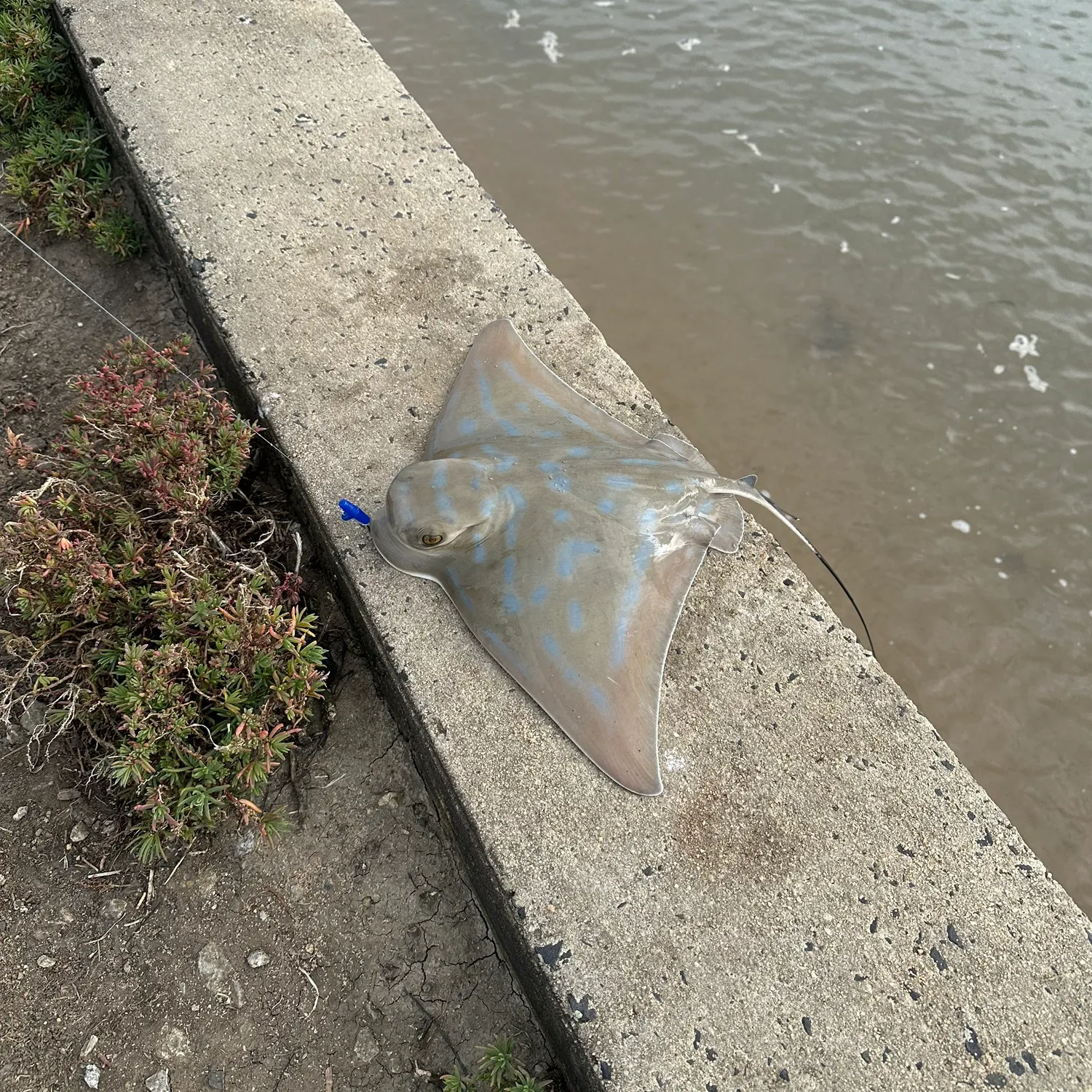 The most recent Australian bull ray catches on Fishbrain