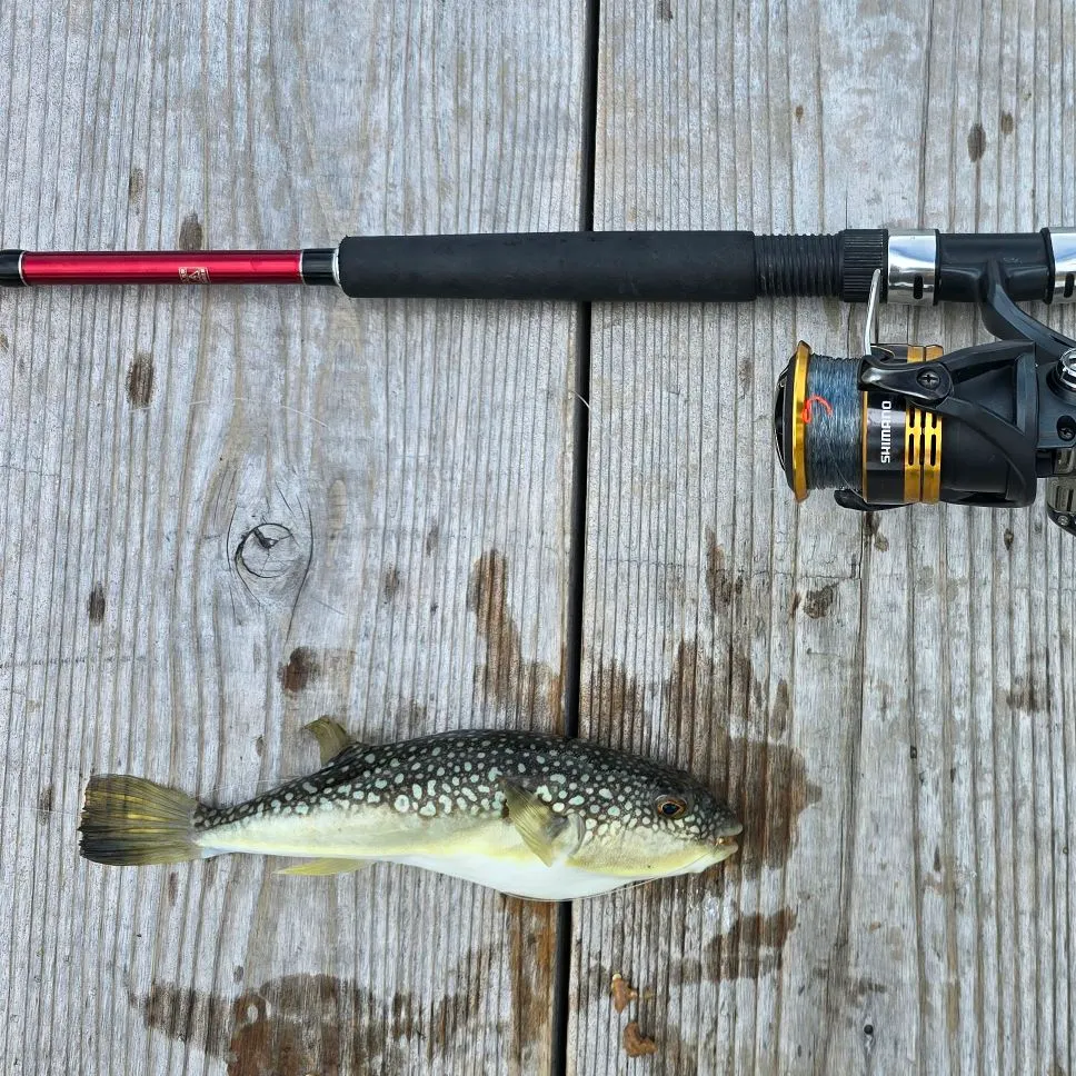 The most recent Grass puffer catches on Fishbrain
