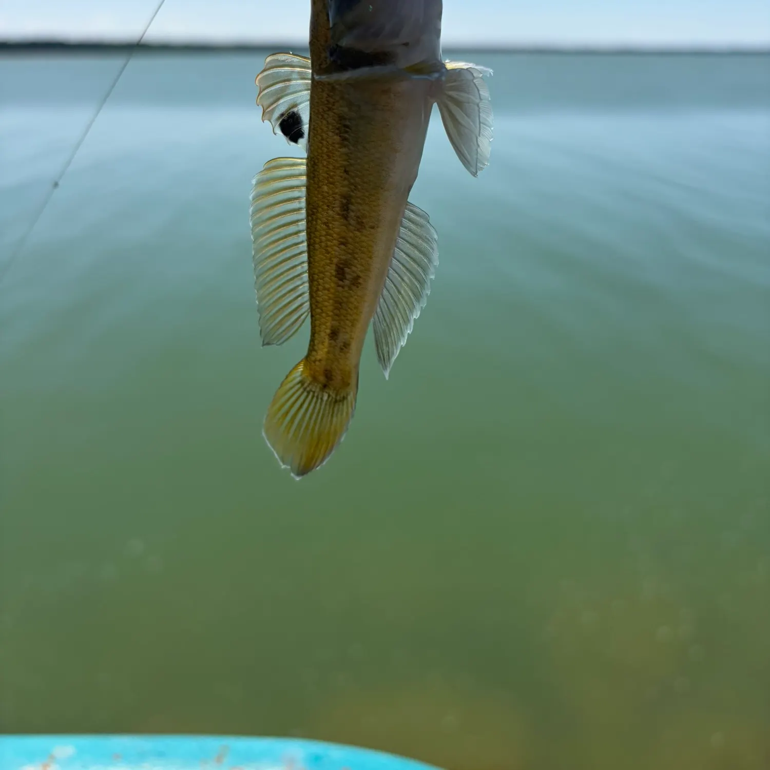The most recent Bigscale logperch catches on Fishbrain