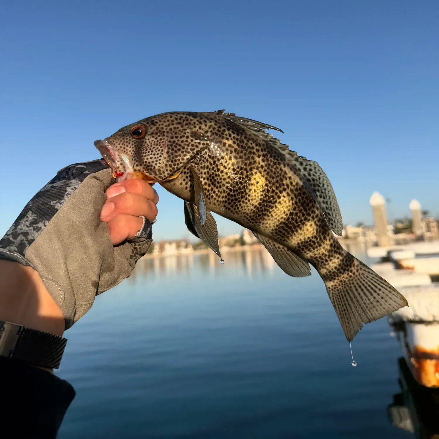 catch