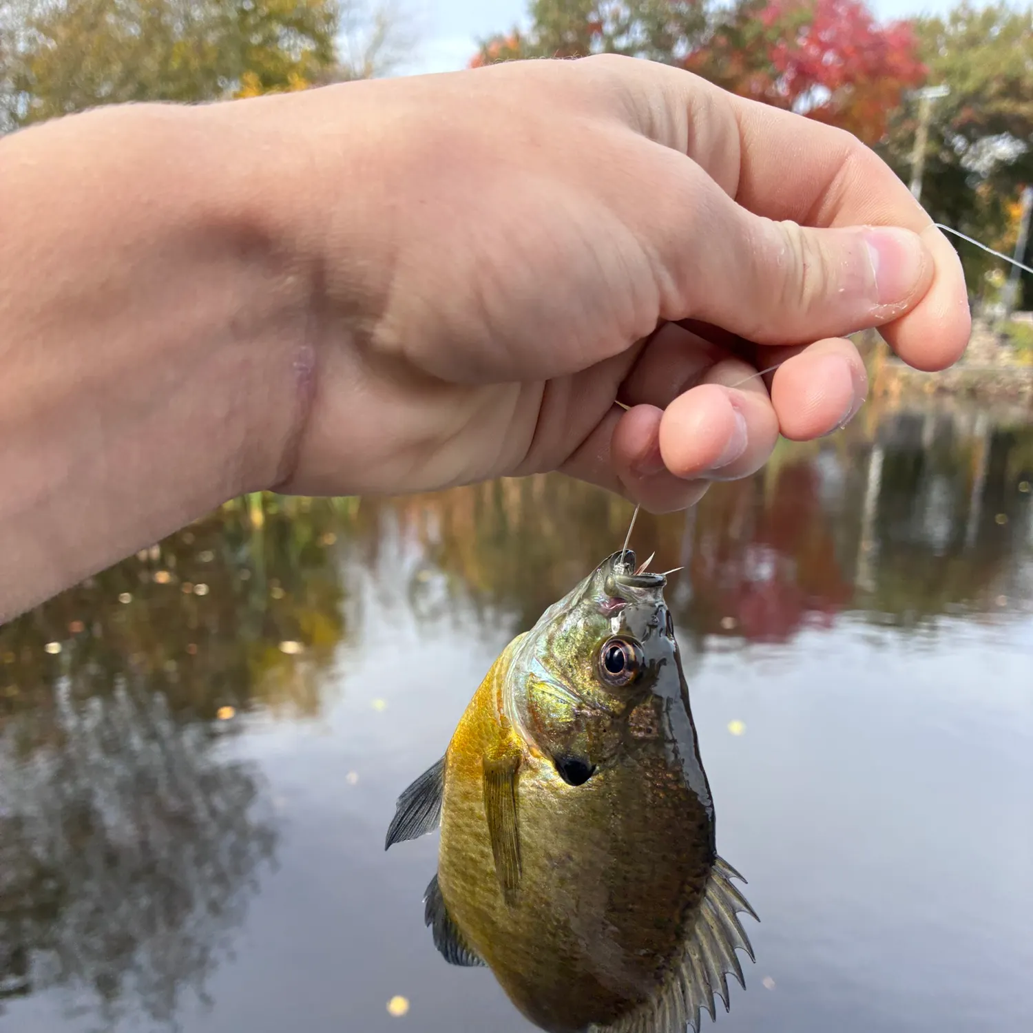 Bluegill caught on Fishbrain