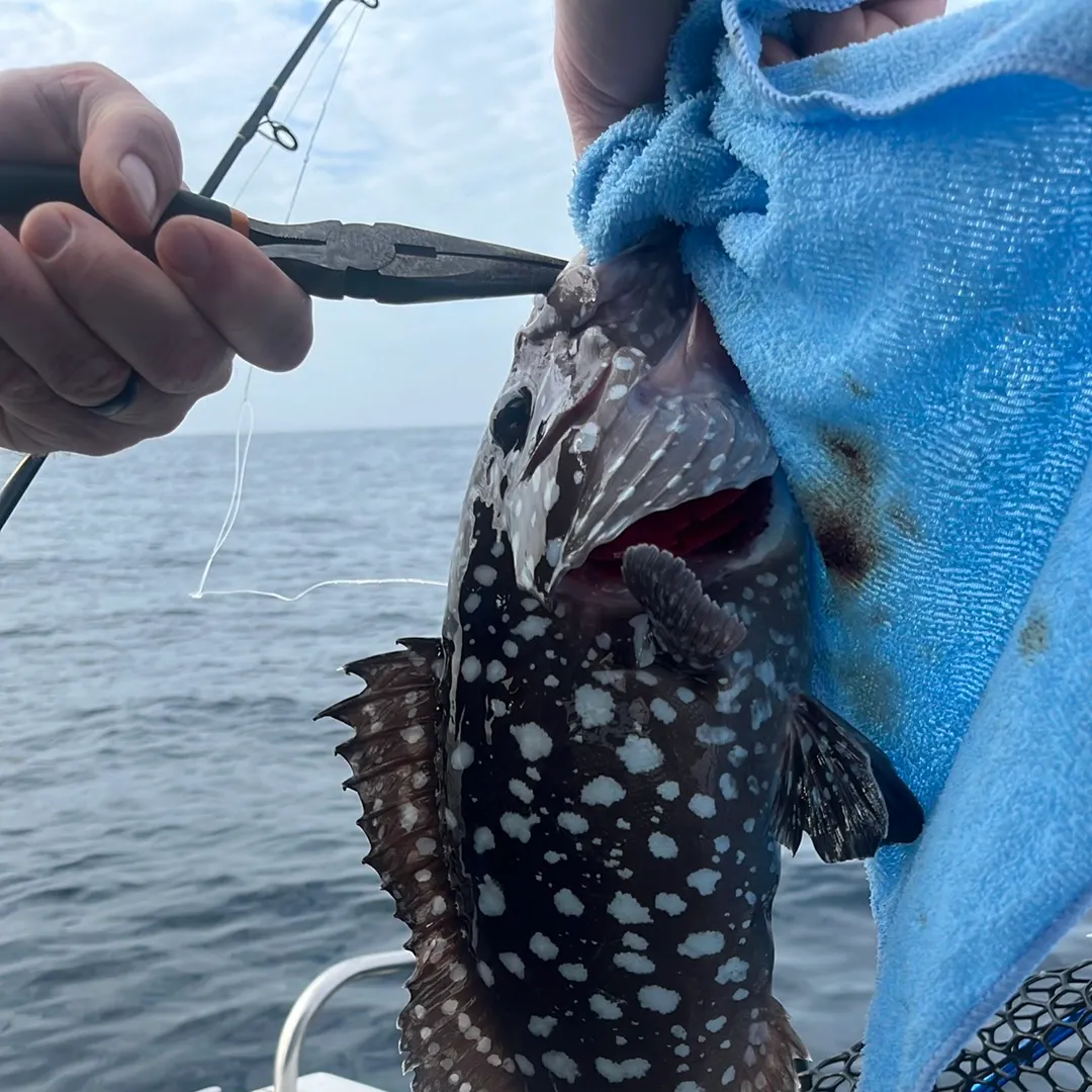 The most recent Greasy grouper catches on Fishbrain
