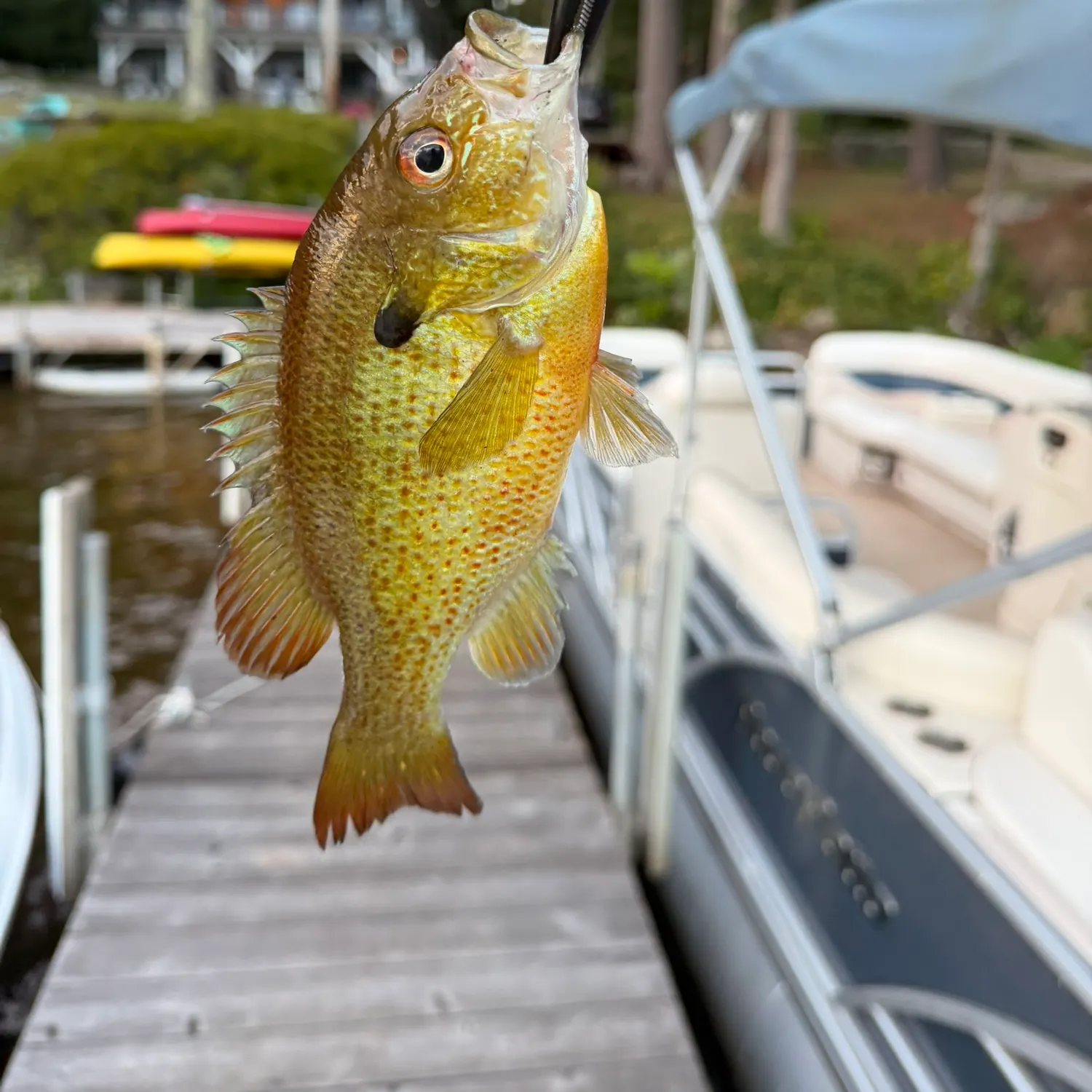 Redbreast sunfish caught on Fishbrain