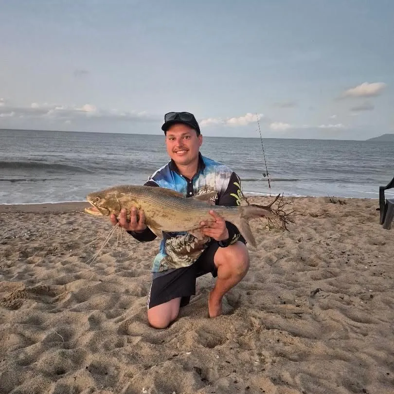 The most recent King threadfin catches on Fishbrain