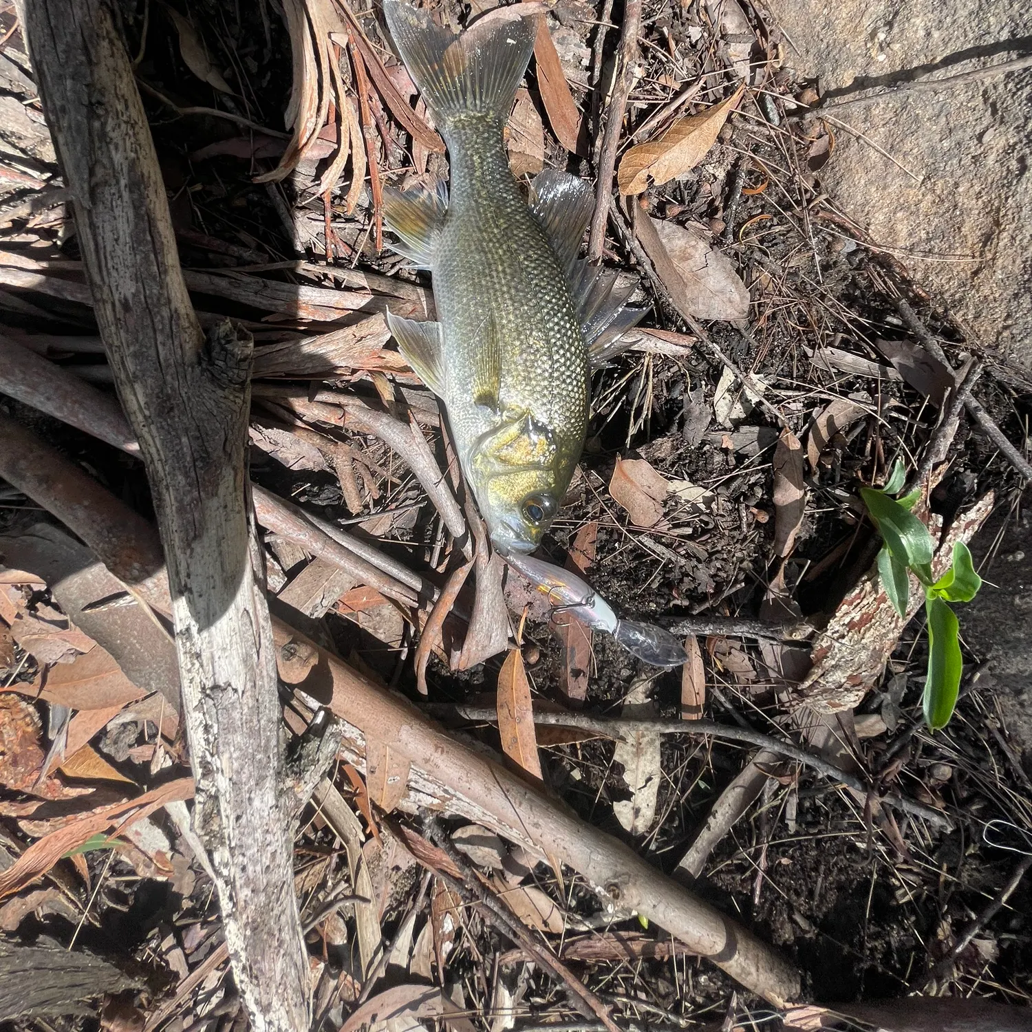 The most recent Australian bass catches on Fishbrain