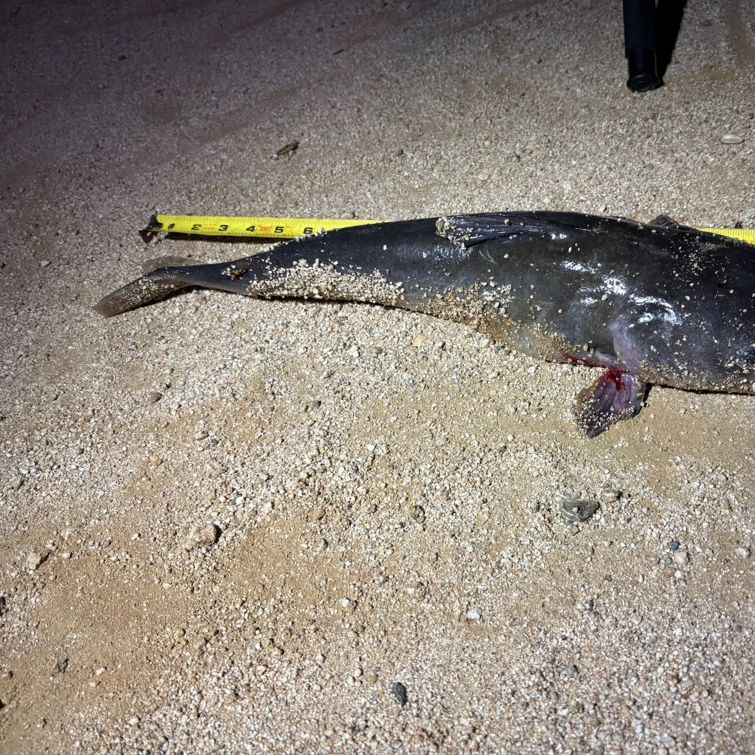 Channel catfish caught on Fishbrain