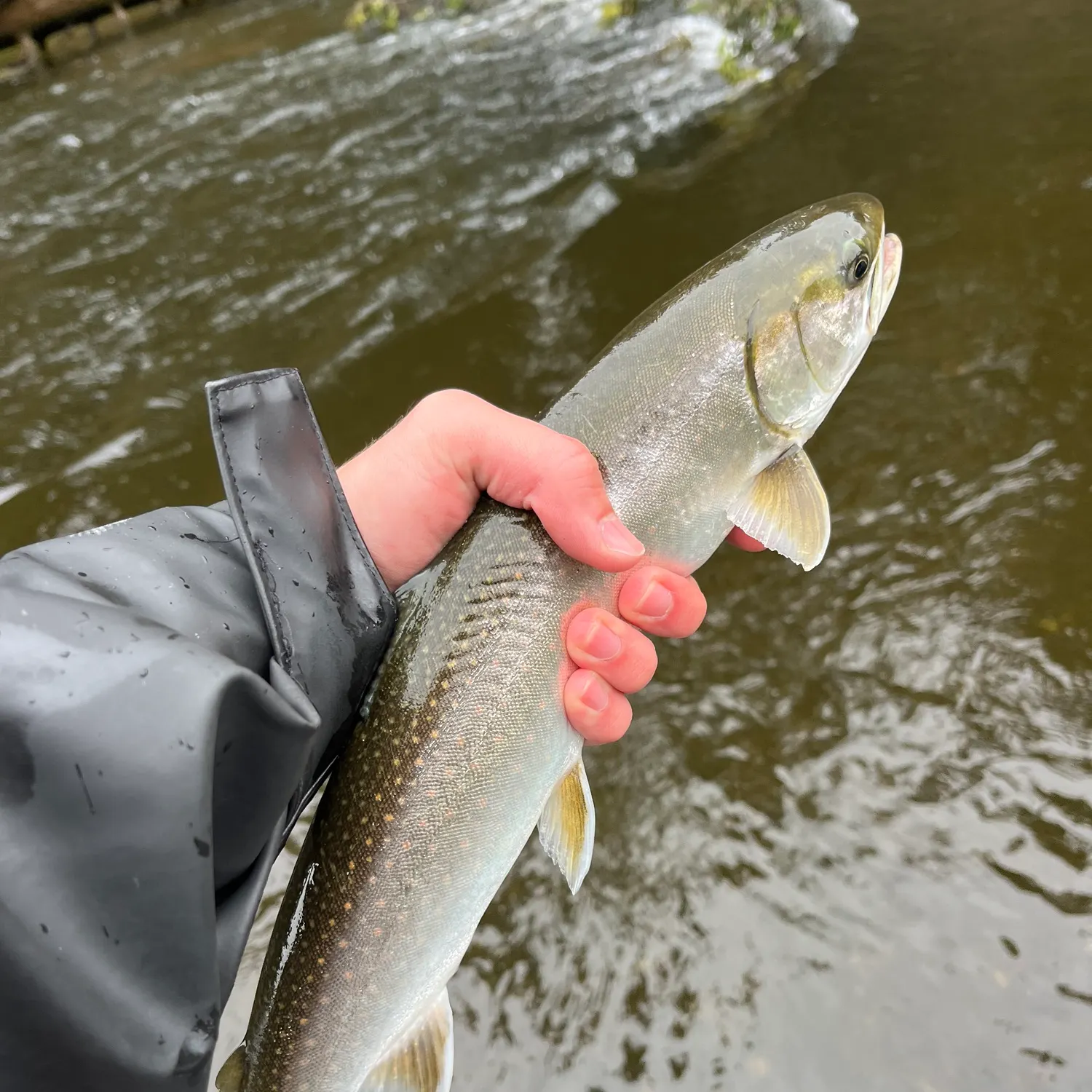 The most recent Dolly varden catches on Fishbrain