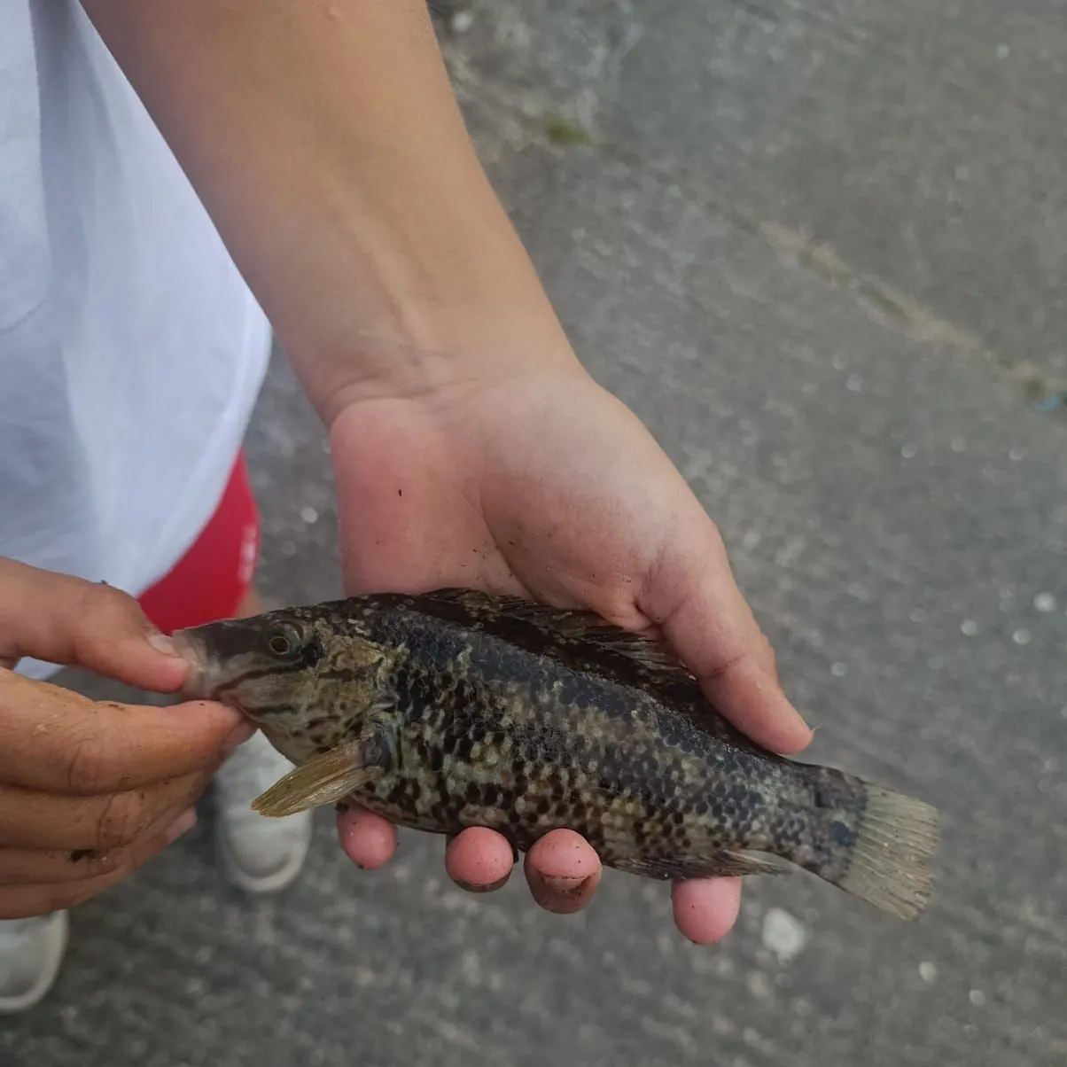 Corkwing wrasse caught on Fishbrain