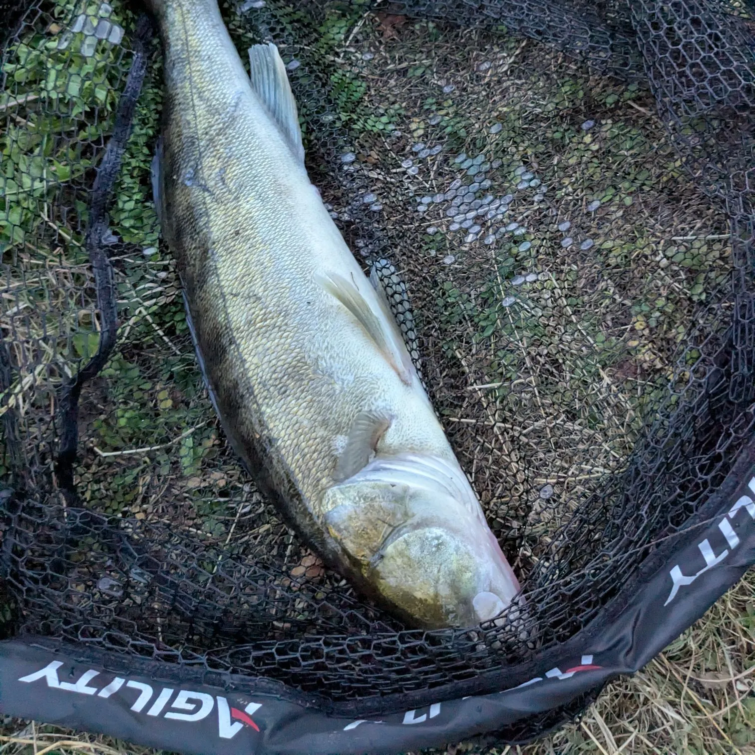 Zander caught on Fishbrain