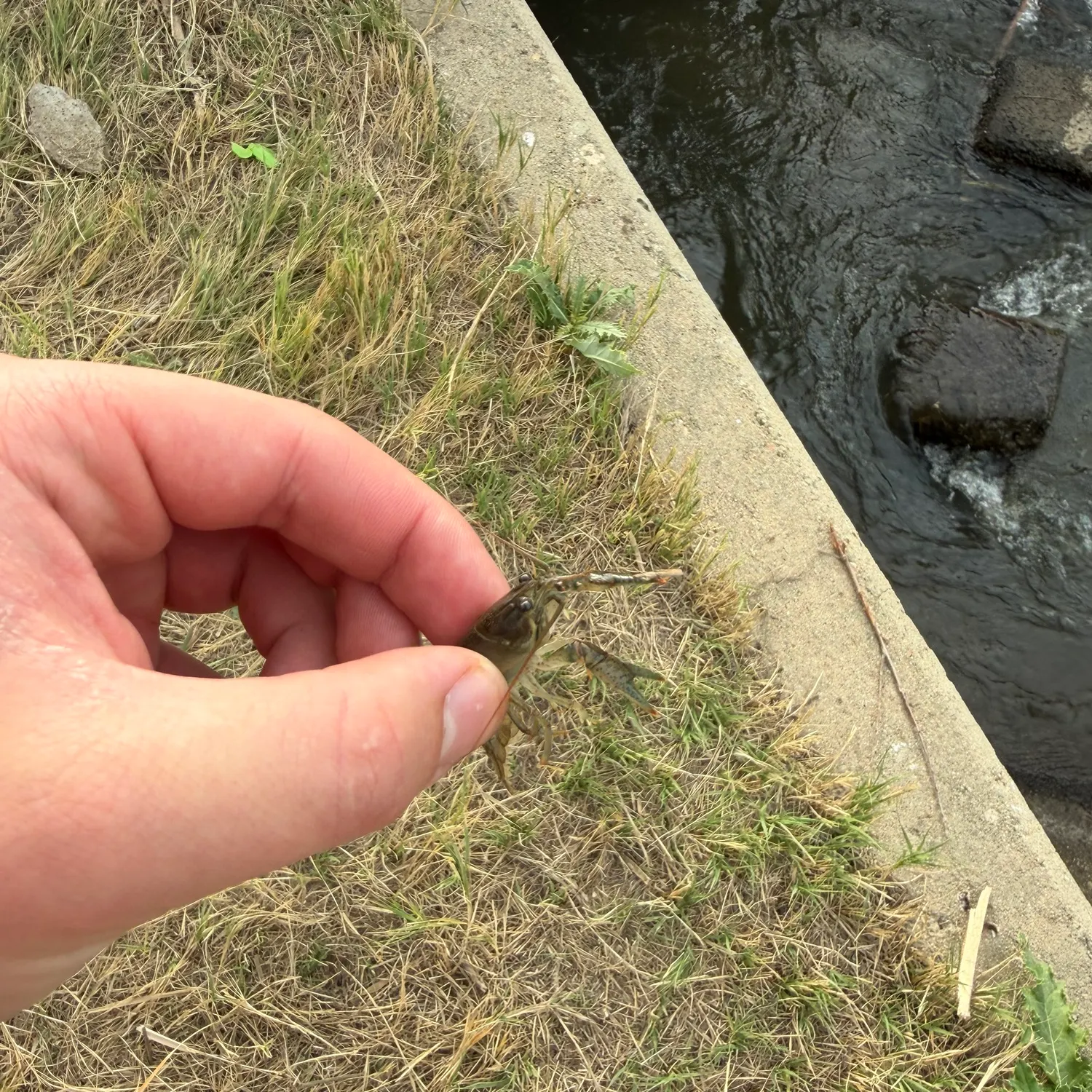 Signal crayfish caught on Fishbrain