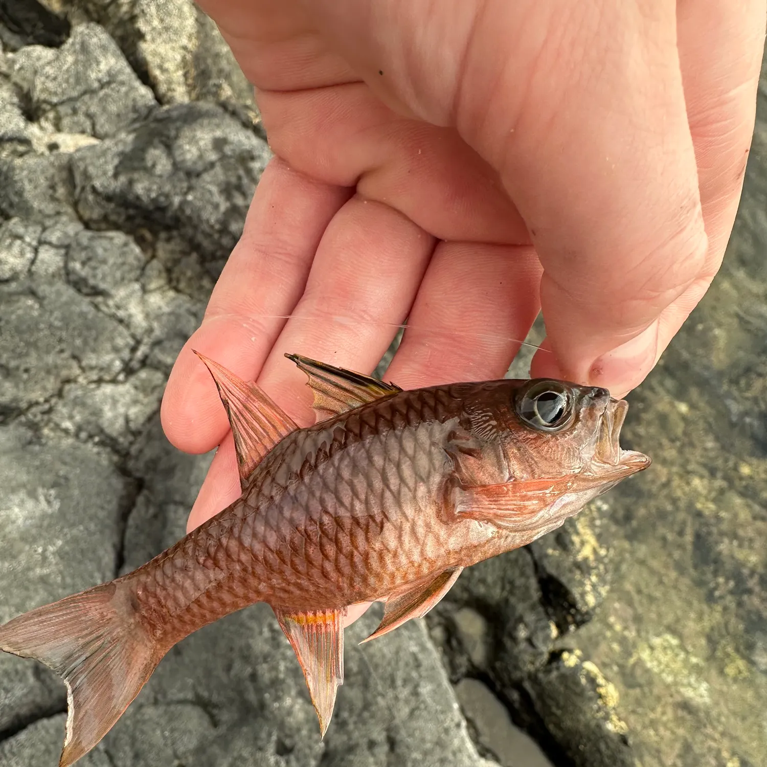The most recent Iridescent cardinalfish catches on Fishbrain