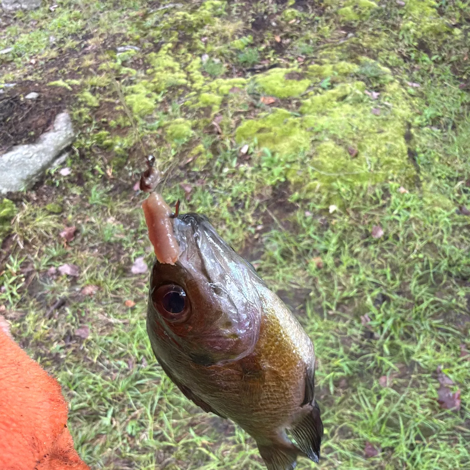 Fish caught on Fishbrain
