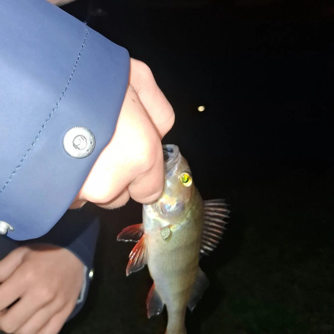 European perch caught on Fishbrain