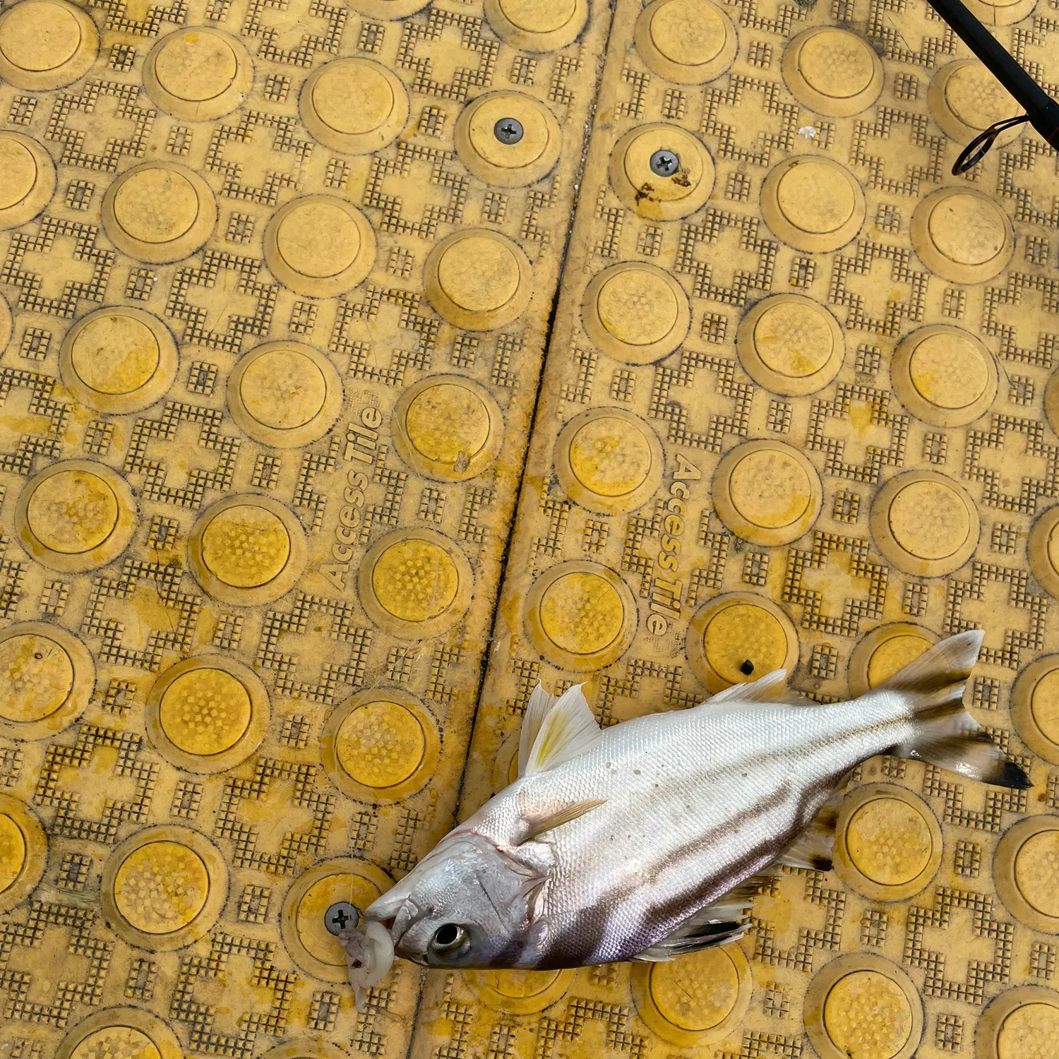The most recent Javelin grunter catches on Fishbrain