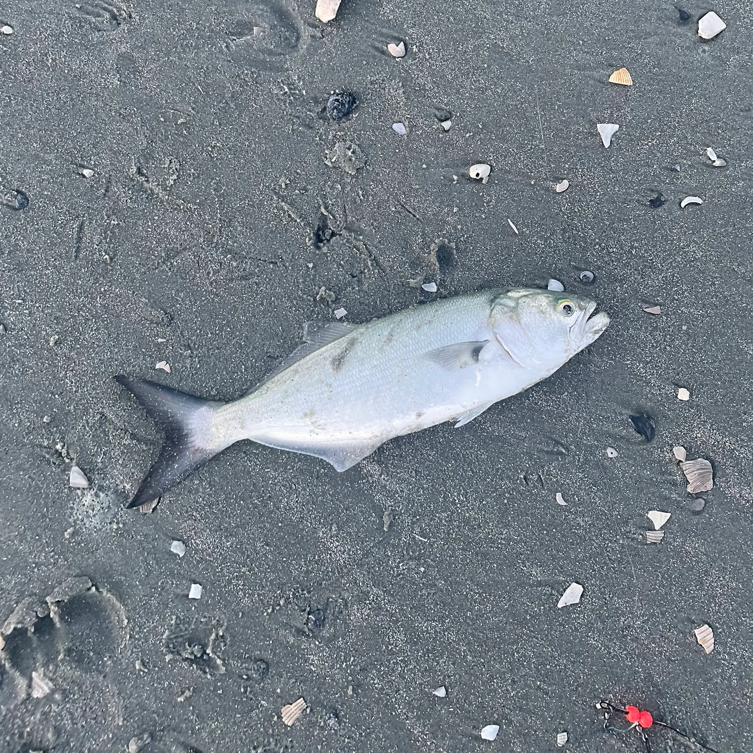 Bluefish caught on Fishbrain
