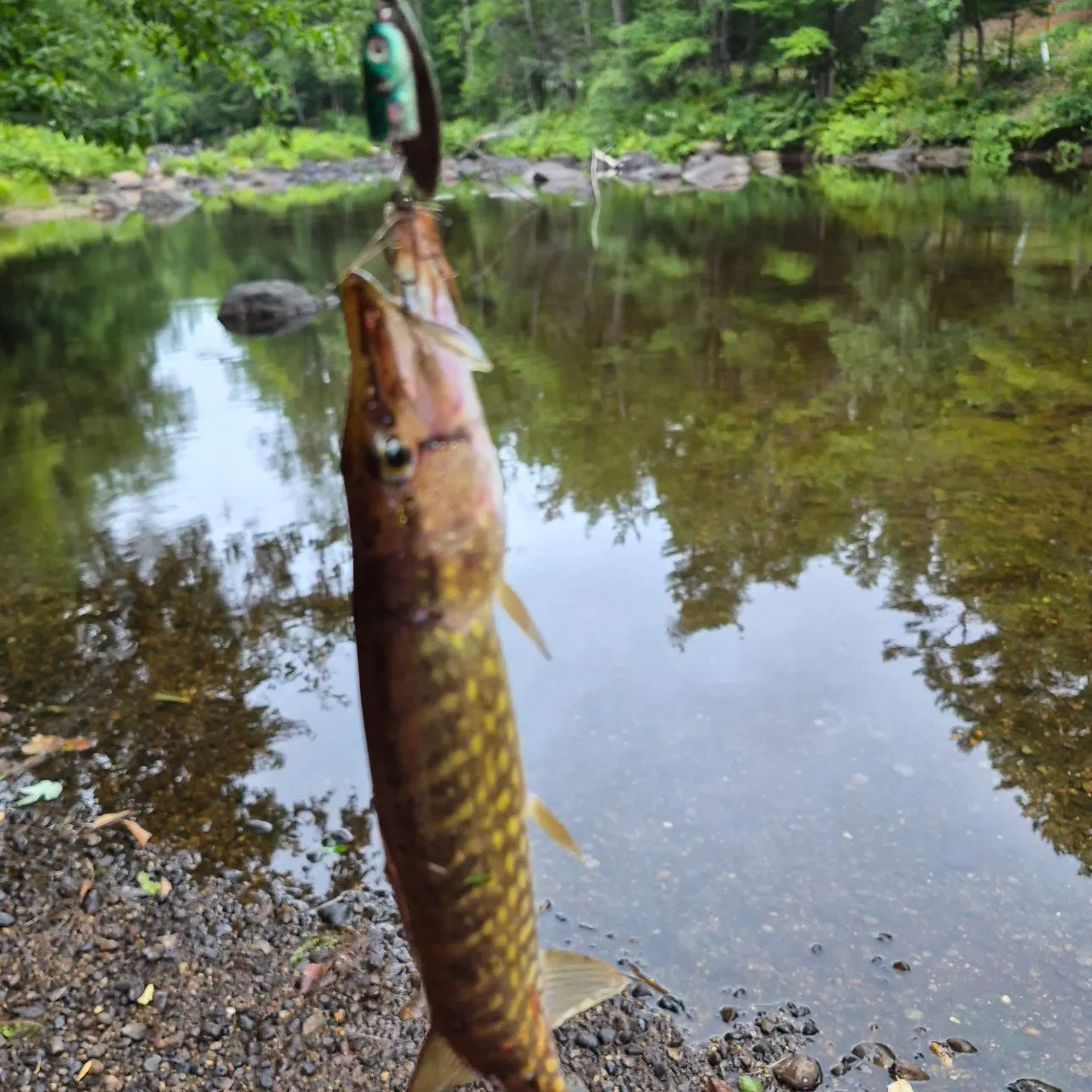 Chain pickerel caught on Fishbrain