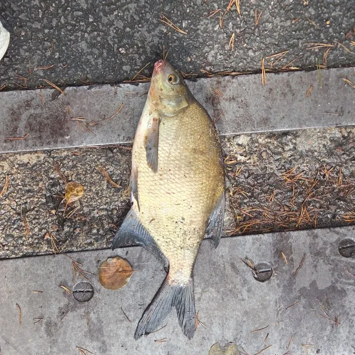 Common bream caught on Fishbrain