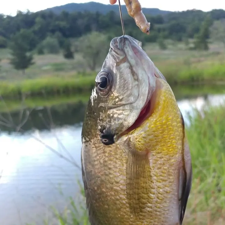 The most recent Bluegill catches on Fishbrain
