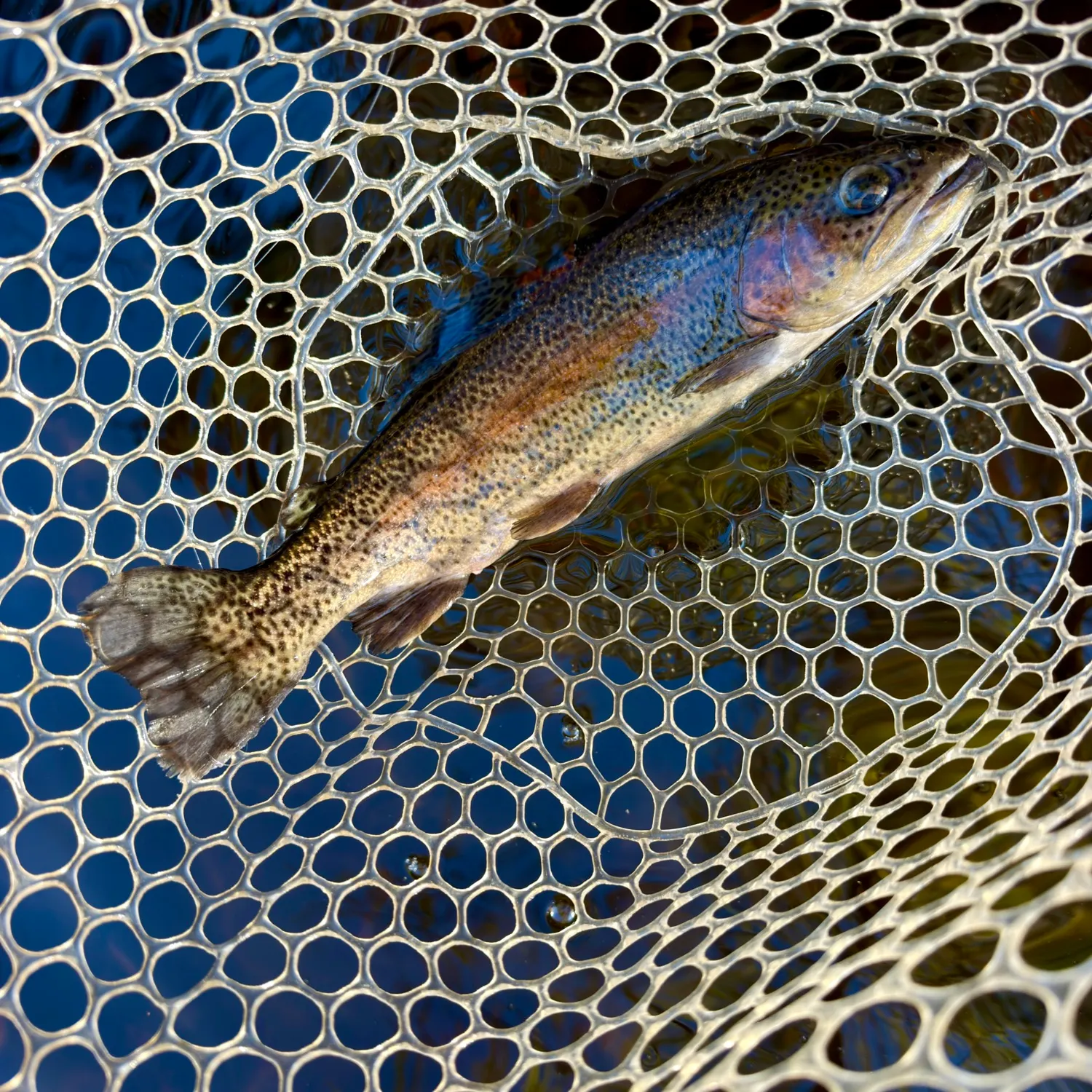 Rainbow trout caught on Fishbrain