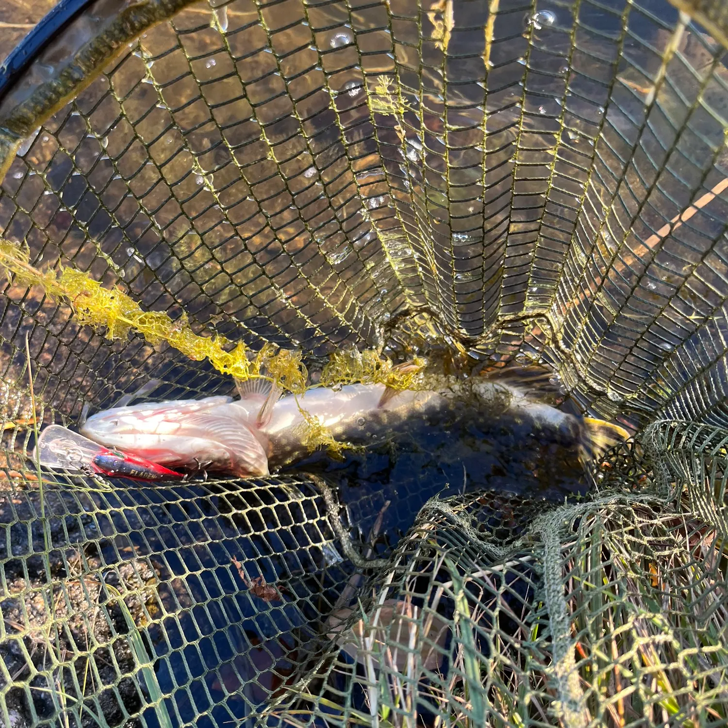 Northern pike caught on Fishbrain