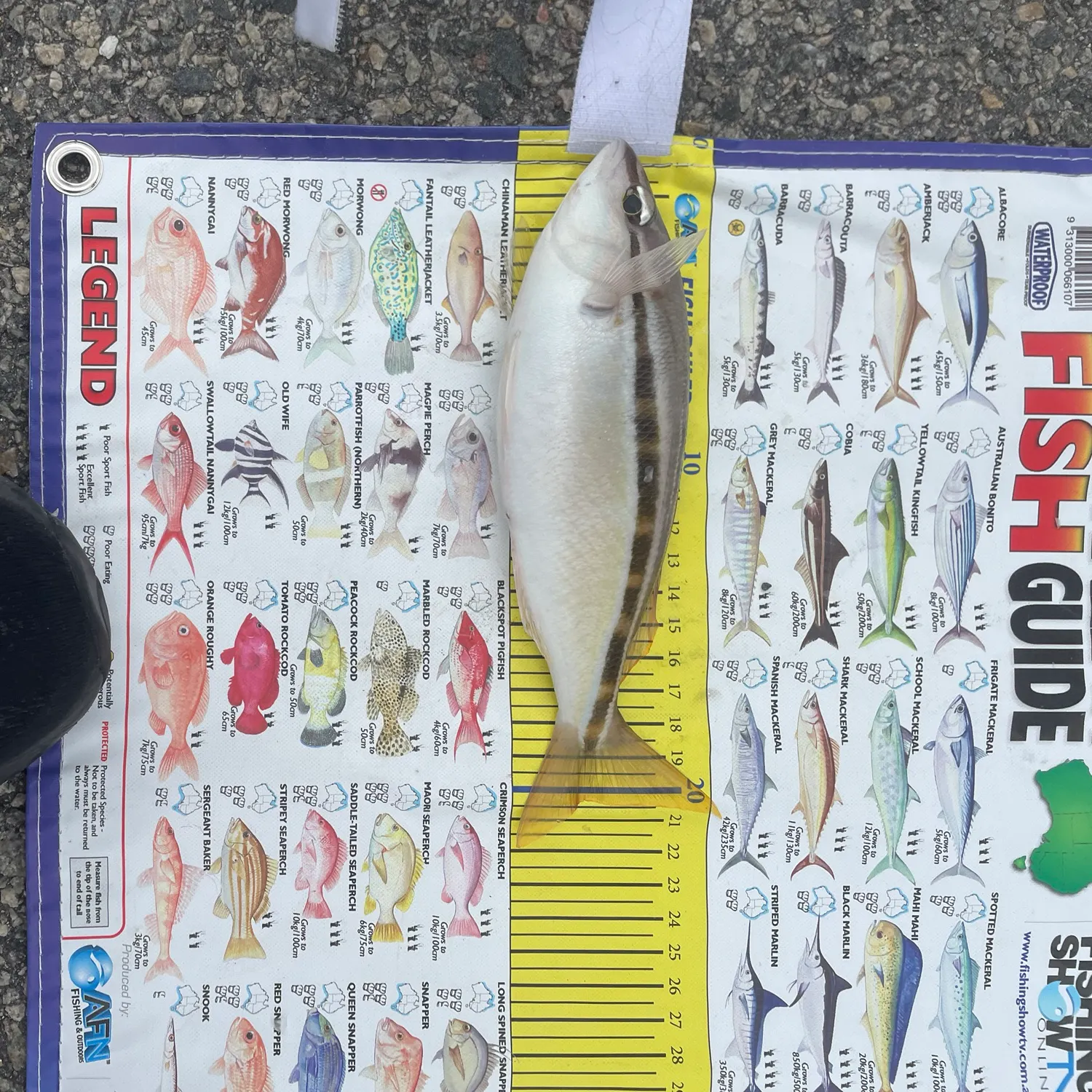 The most recent Striped whiptail catches on Fishbrain