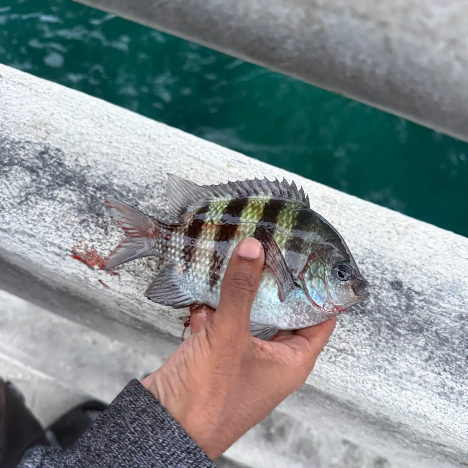 The most recent Blackspot sergeant catches on Fishbrain