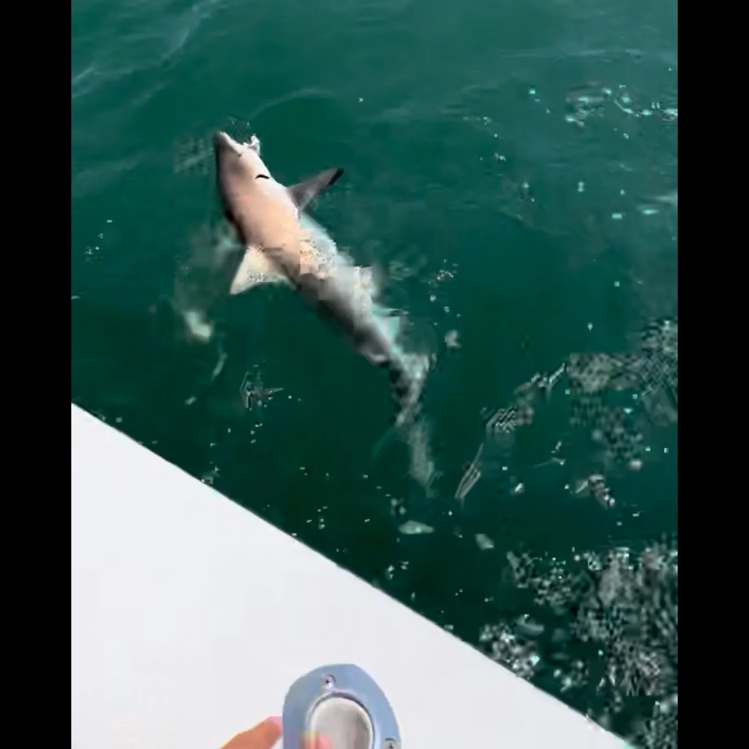 The most recent Blacktip shark catches on Fishbrain