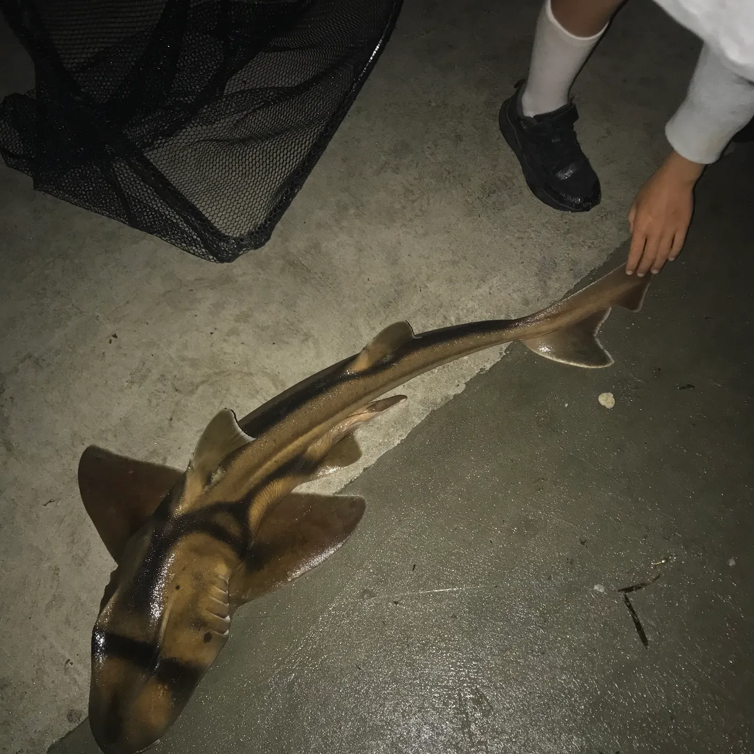 Port Jackson shark caught on Fishbrain
