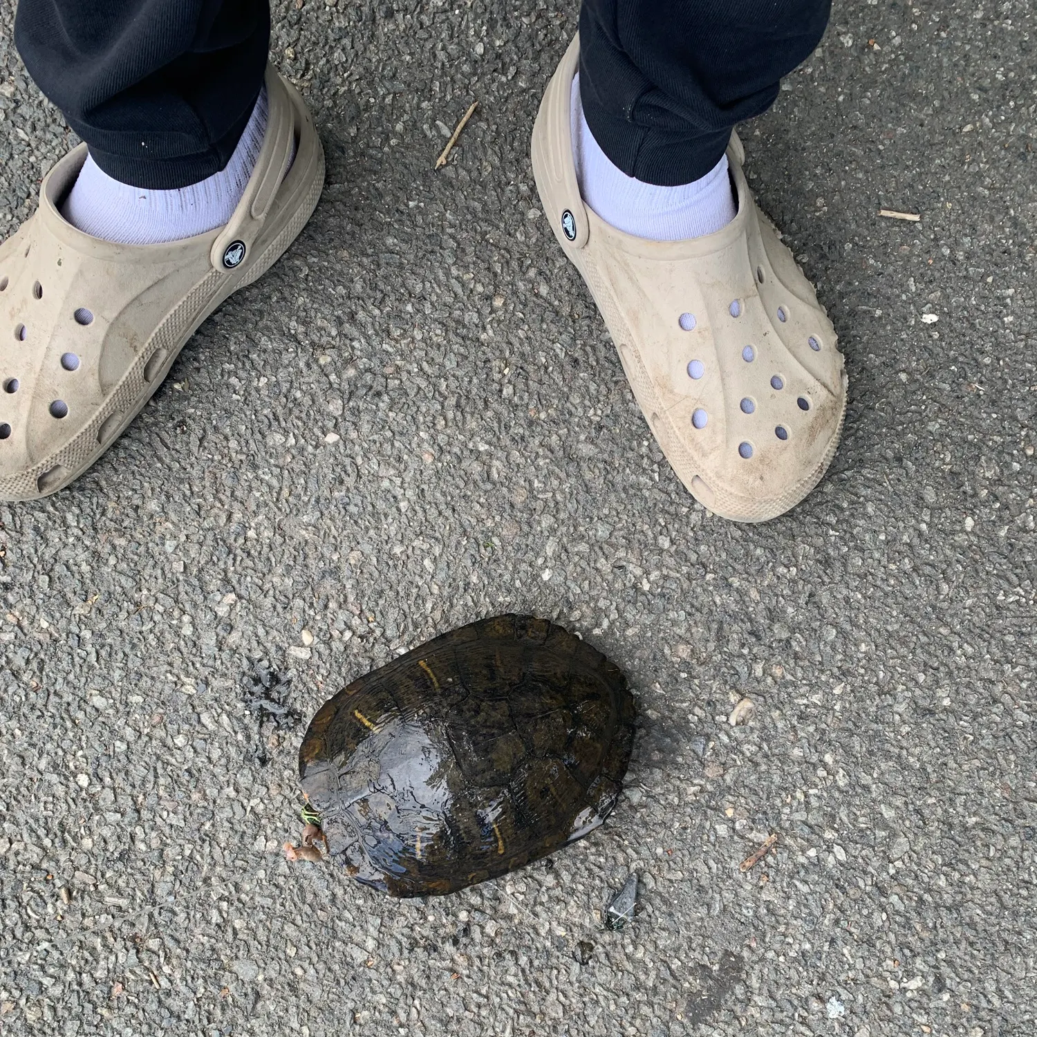 The most recent Pond slider catches on Fishbrain