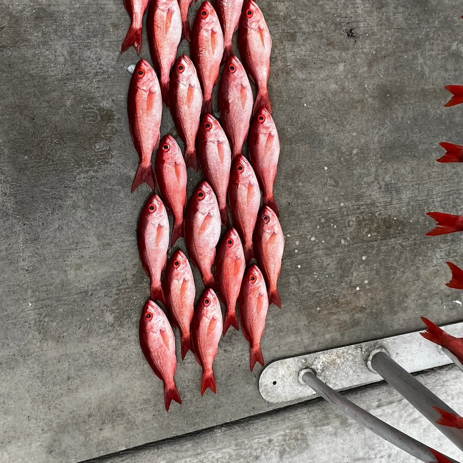 recently logged catches