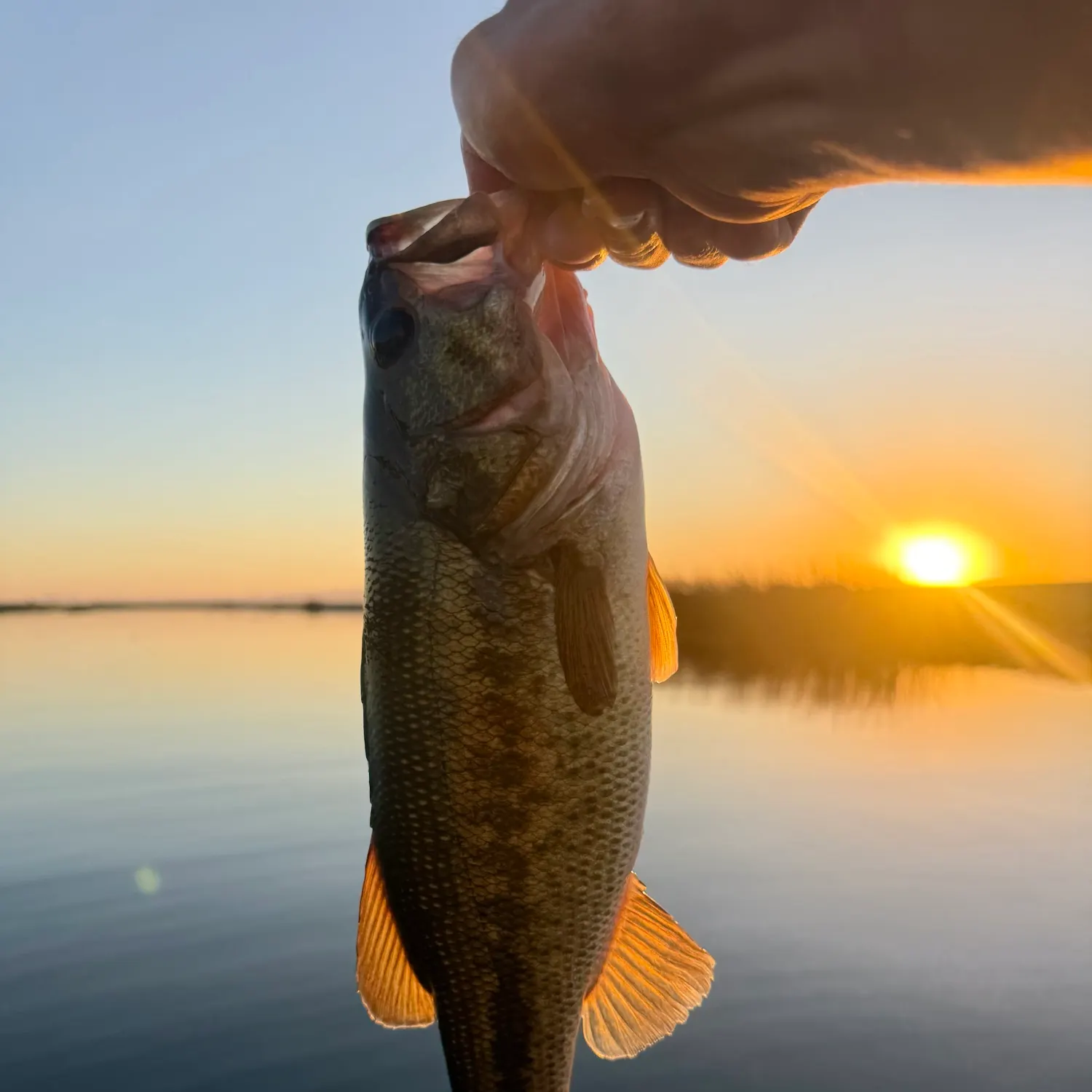 Largemouth bass caught on Fishbrain