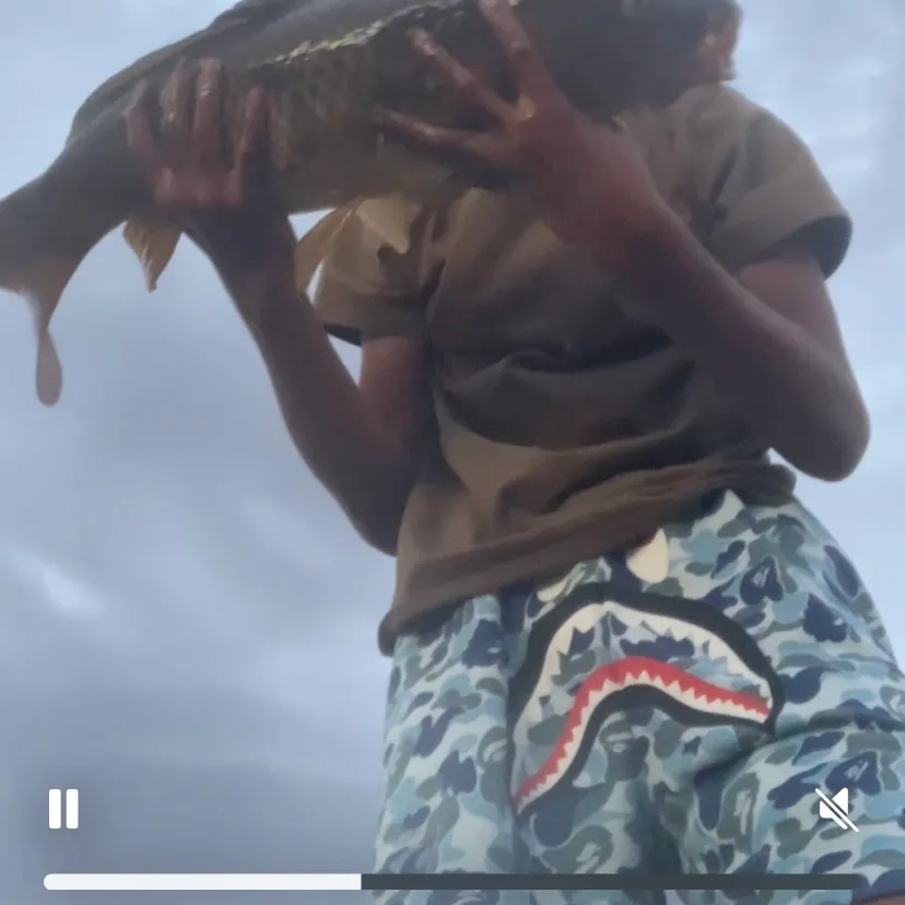 Common carp caught on Fishbrain